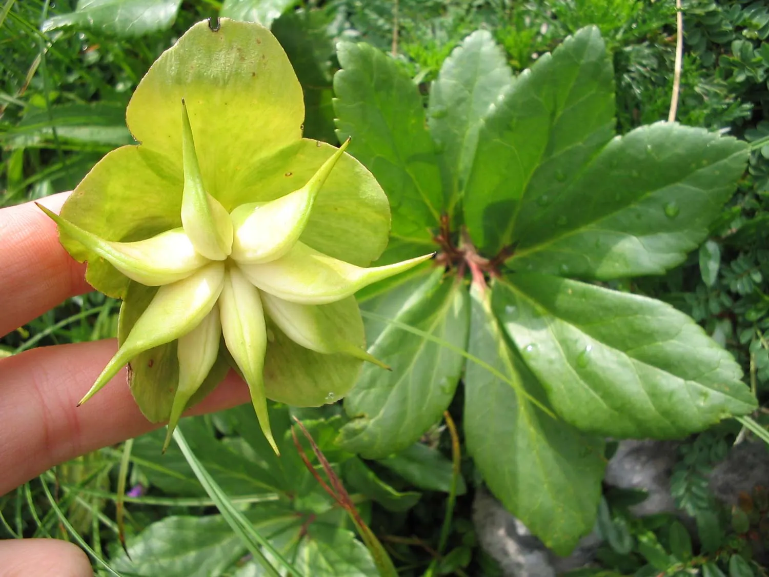 Christmas Rose (Helleborus Niger) — scientifically named Helleborus niger