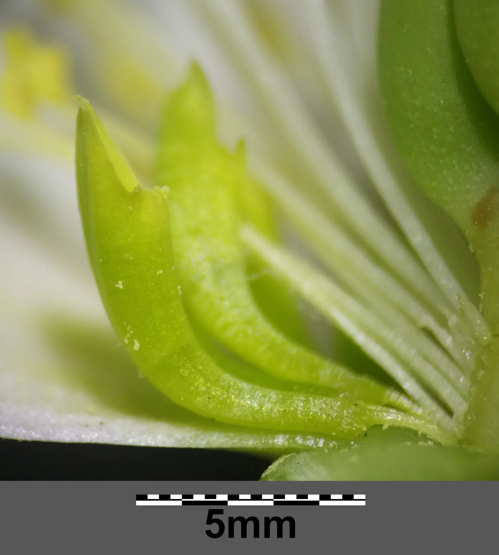 Christmas Rose (Helleborus Niger) — multi-colored and pink and white flowers in the garden; it is ideal for ground cover or border accents, image 82