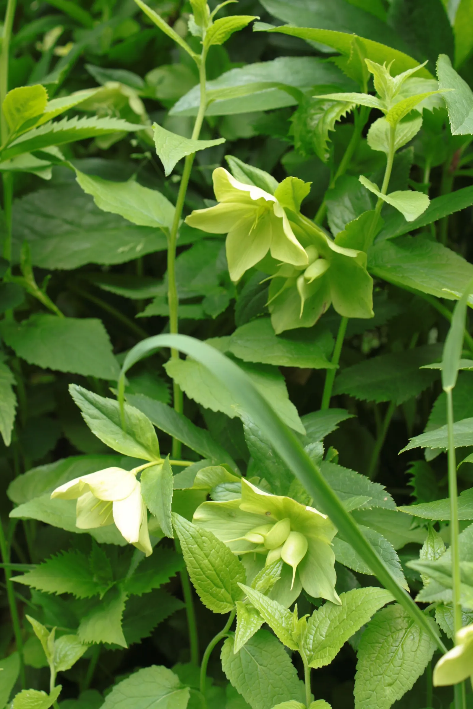 Christmas Rose (Helleborus Niger) — It's advisable to amend the soil with organic matter to ensure proper drainage and root health