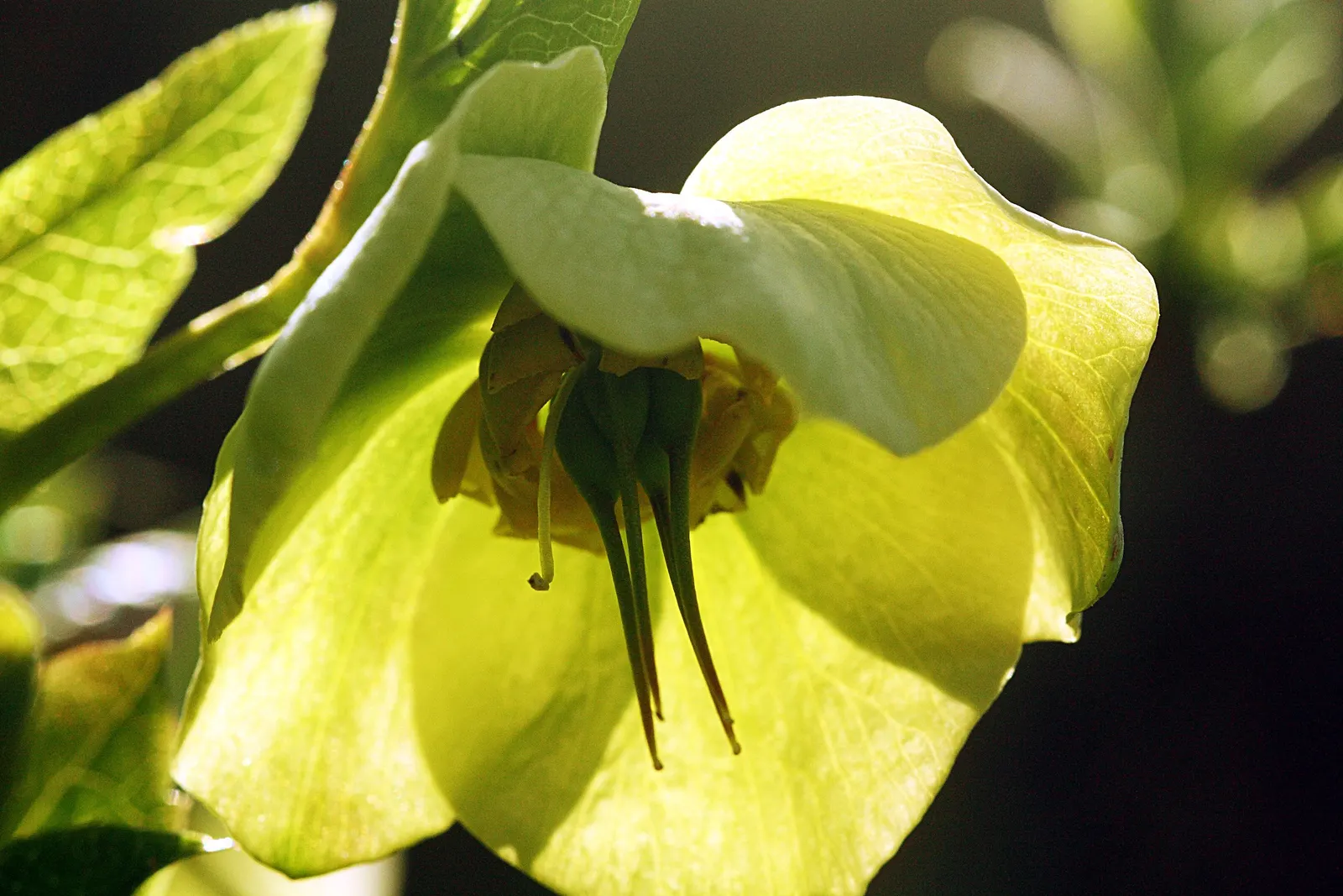 Christmas Rose (Helleborus Niger) — This plant typically reaches a modest height of 12 to 15 inches and spreads about 18 inches wide; it is ideal, image 70