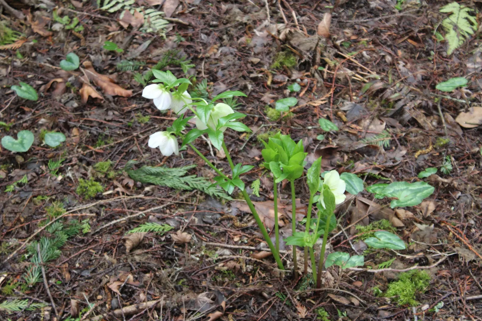 Christmas Rose (Helleborus Niger) — perennial with multi-colored and pink and white blooms; up to 3 inches in diameter, image 83