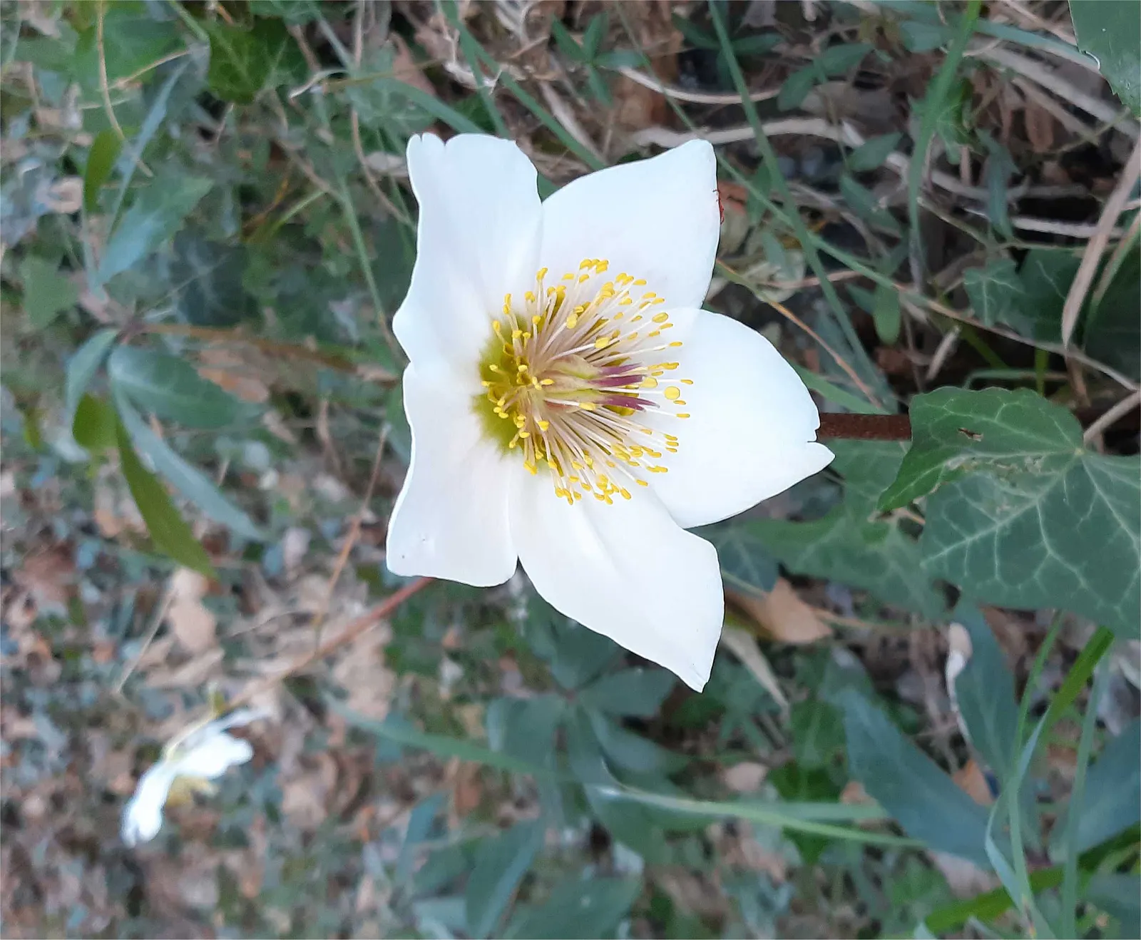 Christmas Rose (Helleborus Niger) — To encourage more blooms, remove older leaves in late winter before flowers emerge; it is ideal for ground, image 79