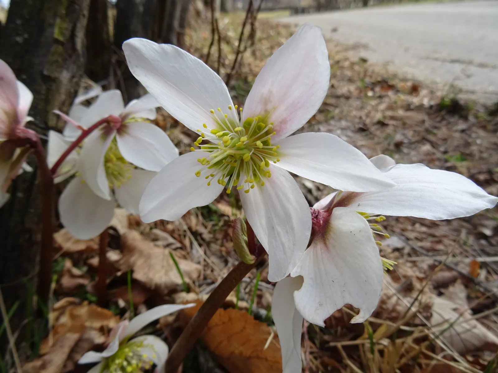 Christmas Rose (Helleborus Niger) — it is ideal for ground cover or border accents, image 25