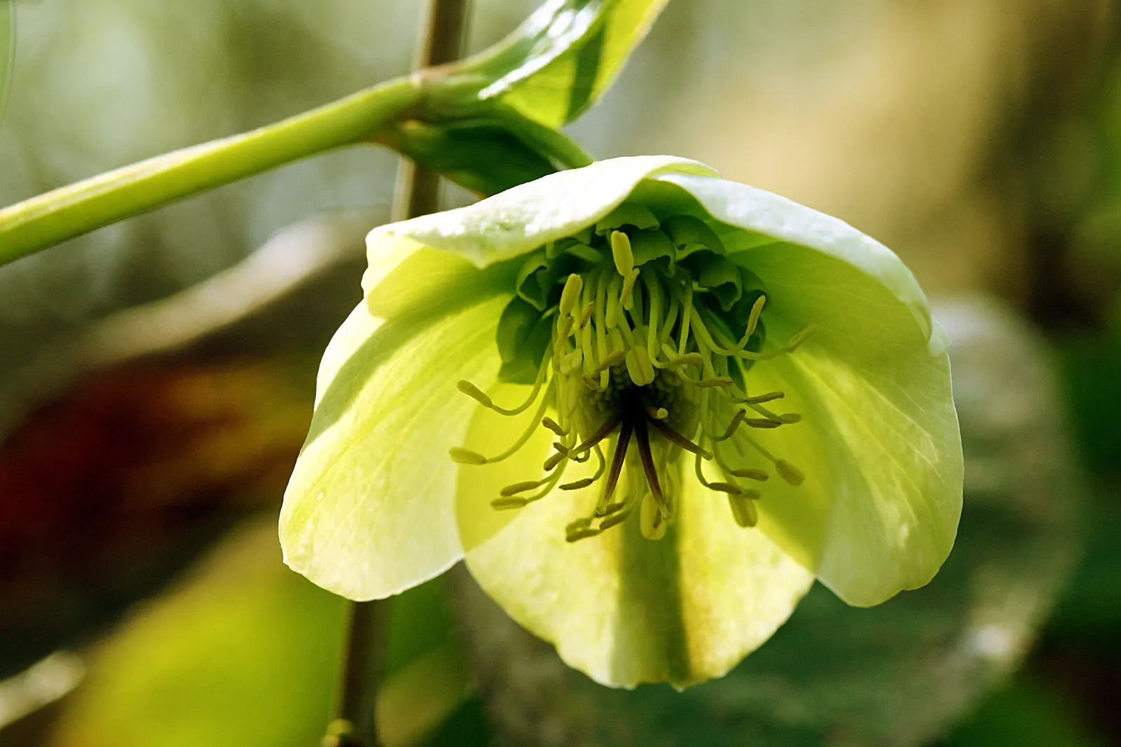 Christmas Rose (Helleborus Niger) — Few pests and diseases trouble this plant, making it a low-maintenance option for gardeners; seamlessly, image 57