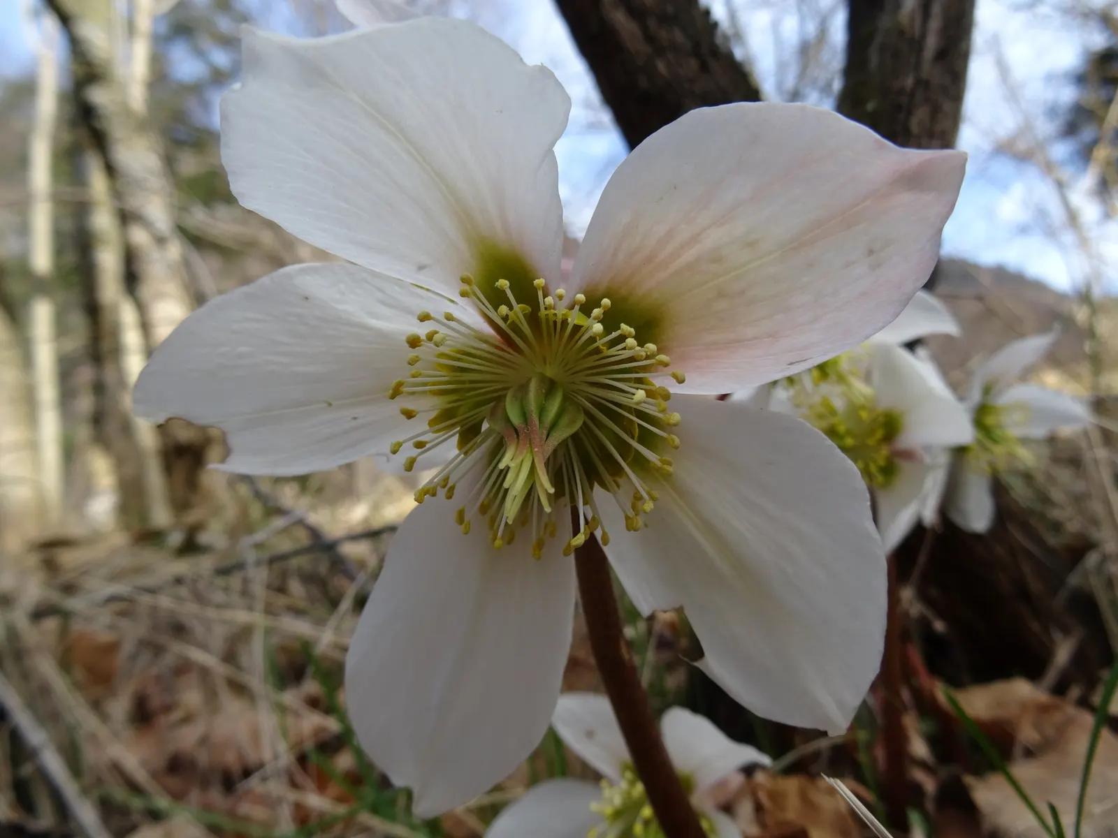 Christmas Rose (Helleborus Niger) — lance-shaped leaves that remain attractive throughout the growing season; up to 3 inches in diameter