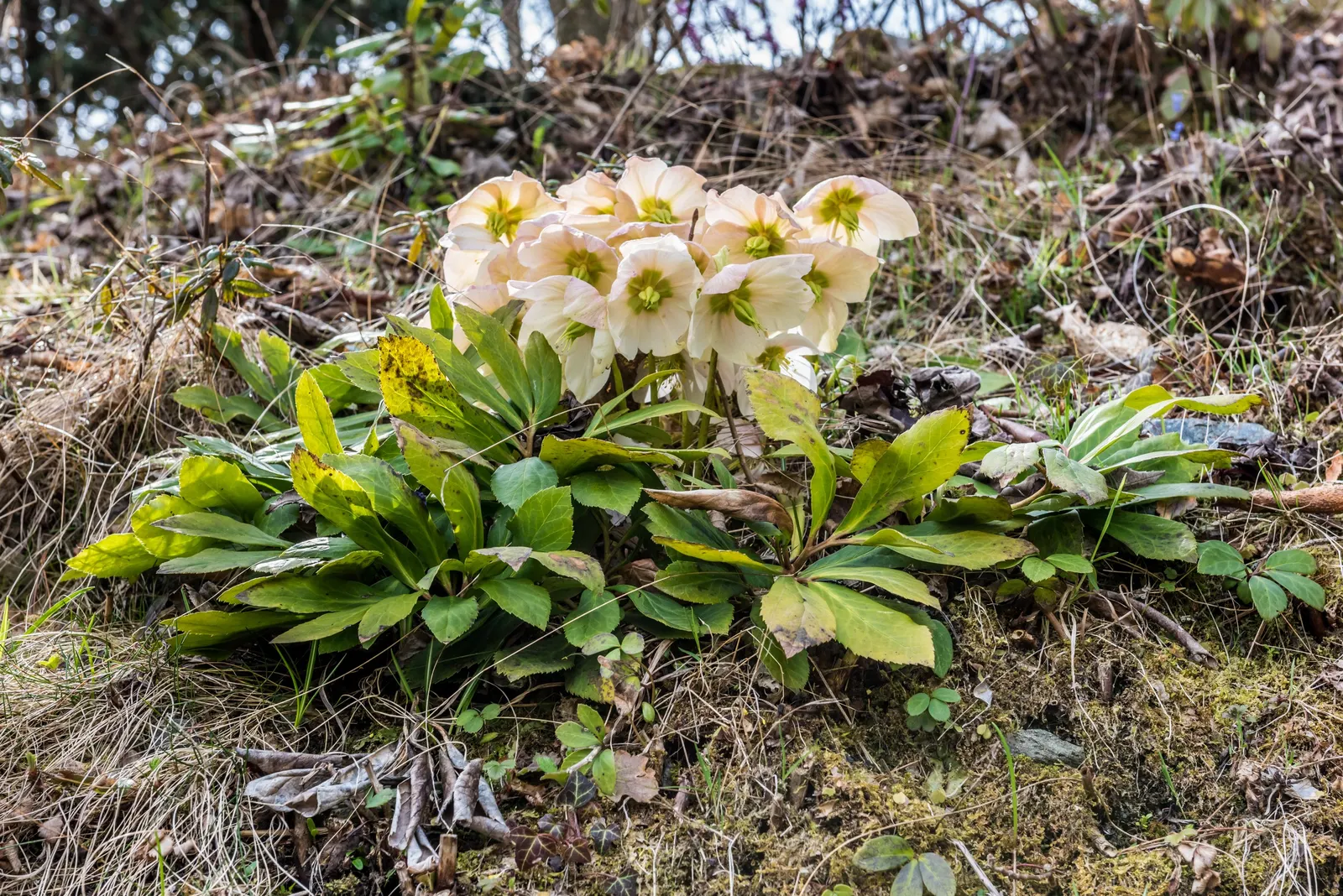 Christmas Rose (Helleborus Niger) — multi-colored and pink and white flowers in the garden; it is ideal for ground cover or border accents, image 61