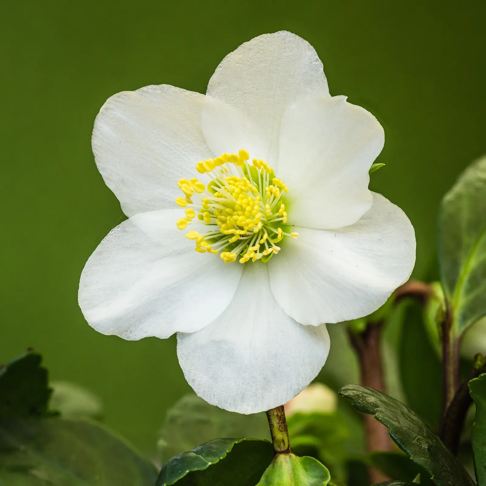 Christmas Rose (Helleborus Niger) — is an evergreen perennial that blooms with 1-3 inch white to pink-tinged flowers mid-winter to early spring; it, image 43
