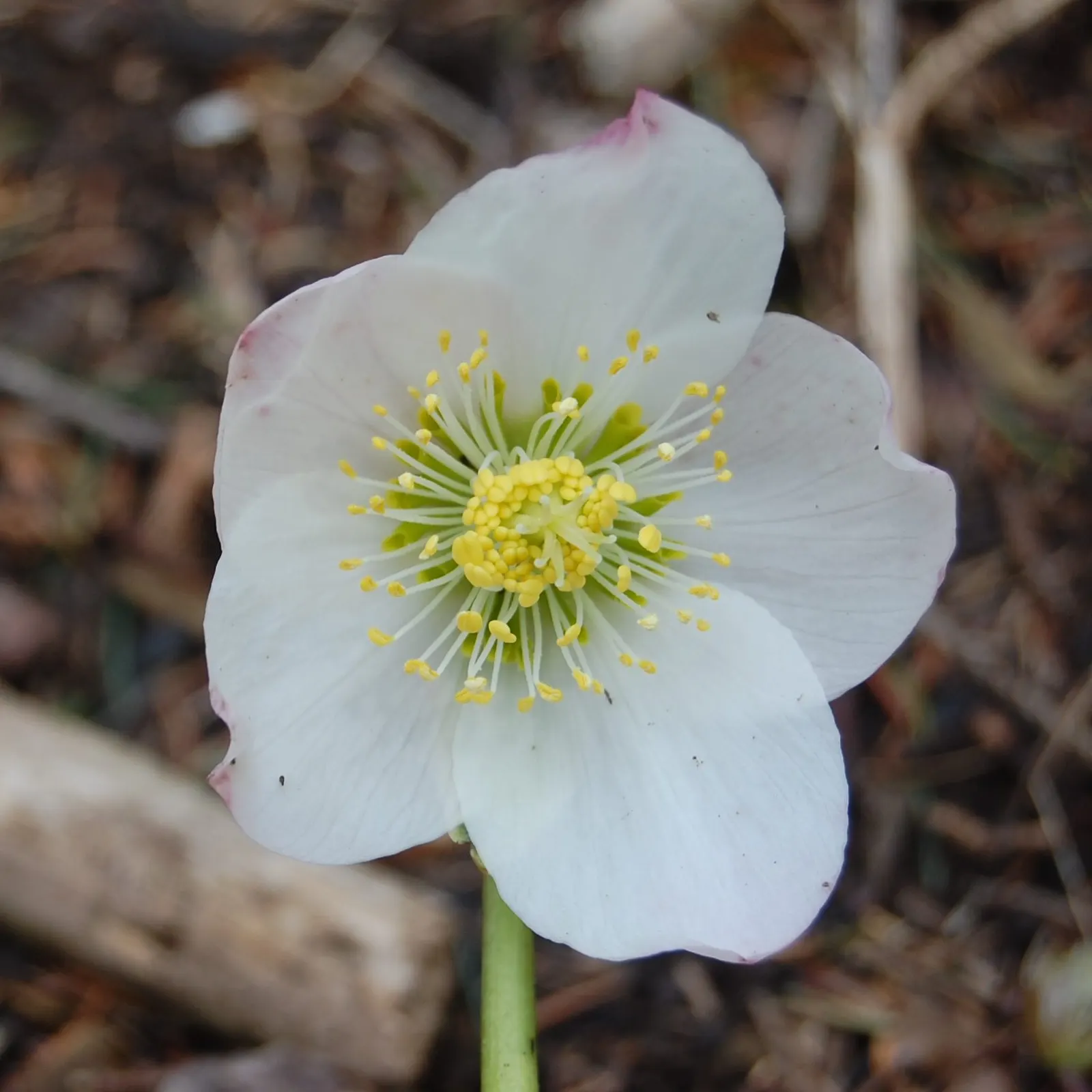 Christmas Rose (Helleborus Niger) — It thrives in USDA zones 3-8, prefers partially shaded spots, and requires well-drained soil