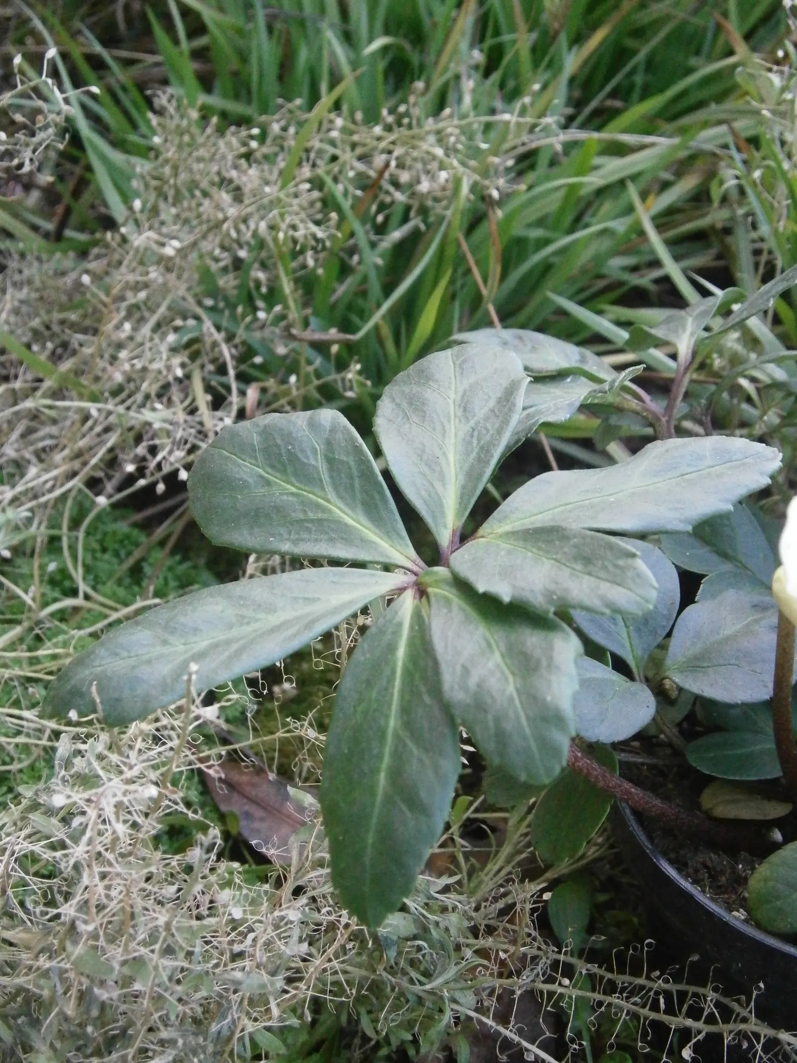 Christmas Rose (Helleborus Niger) — This plant's hardiness zones range from 4 to 8