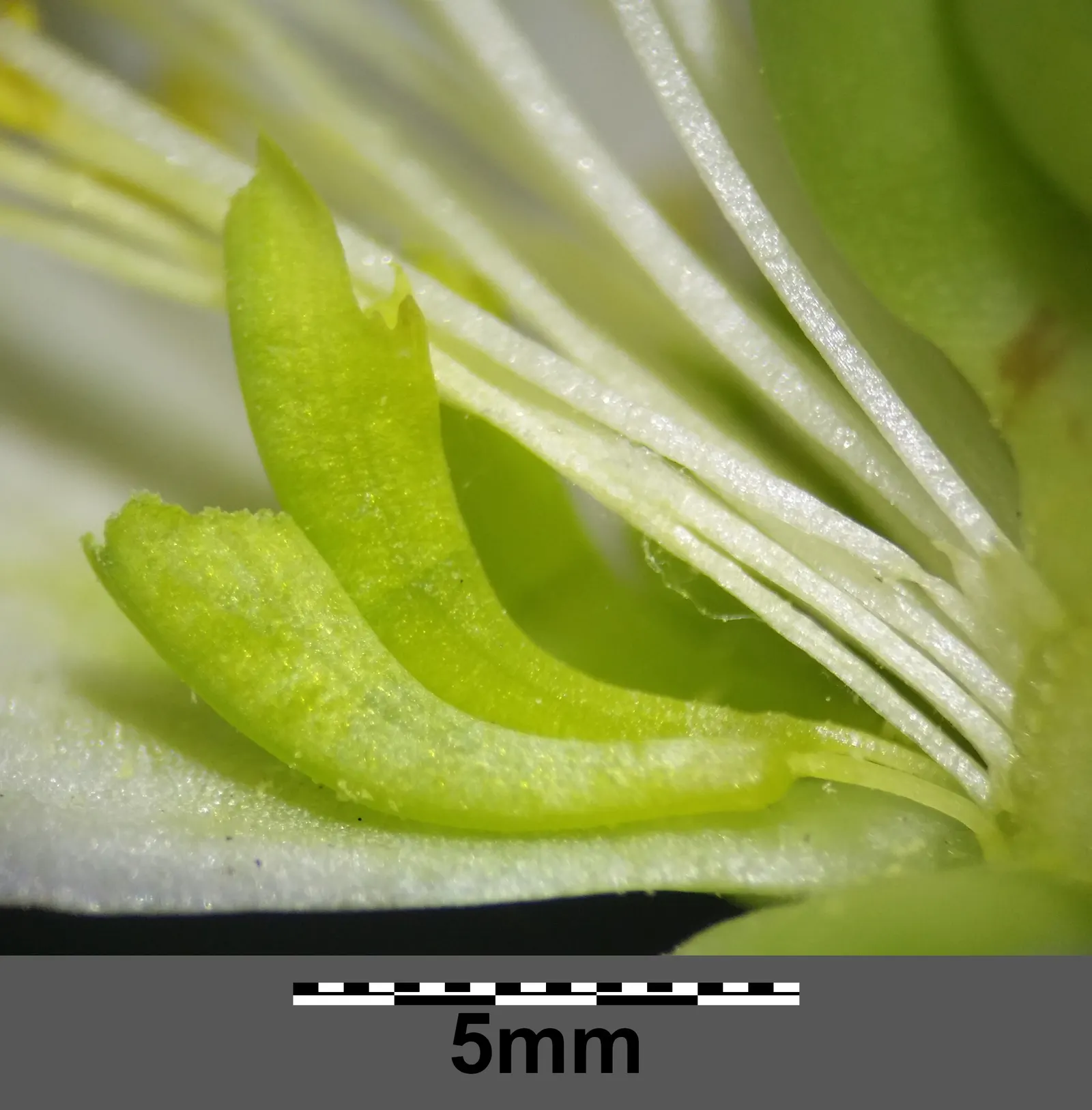 Christmas Rose (Helleborus Niger) — perennial for deep shade or shade