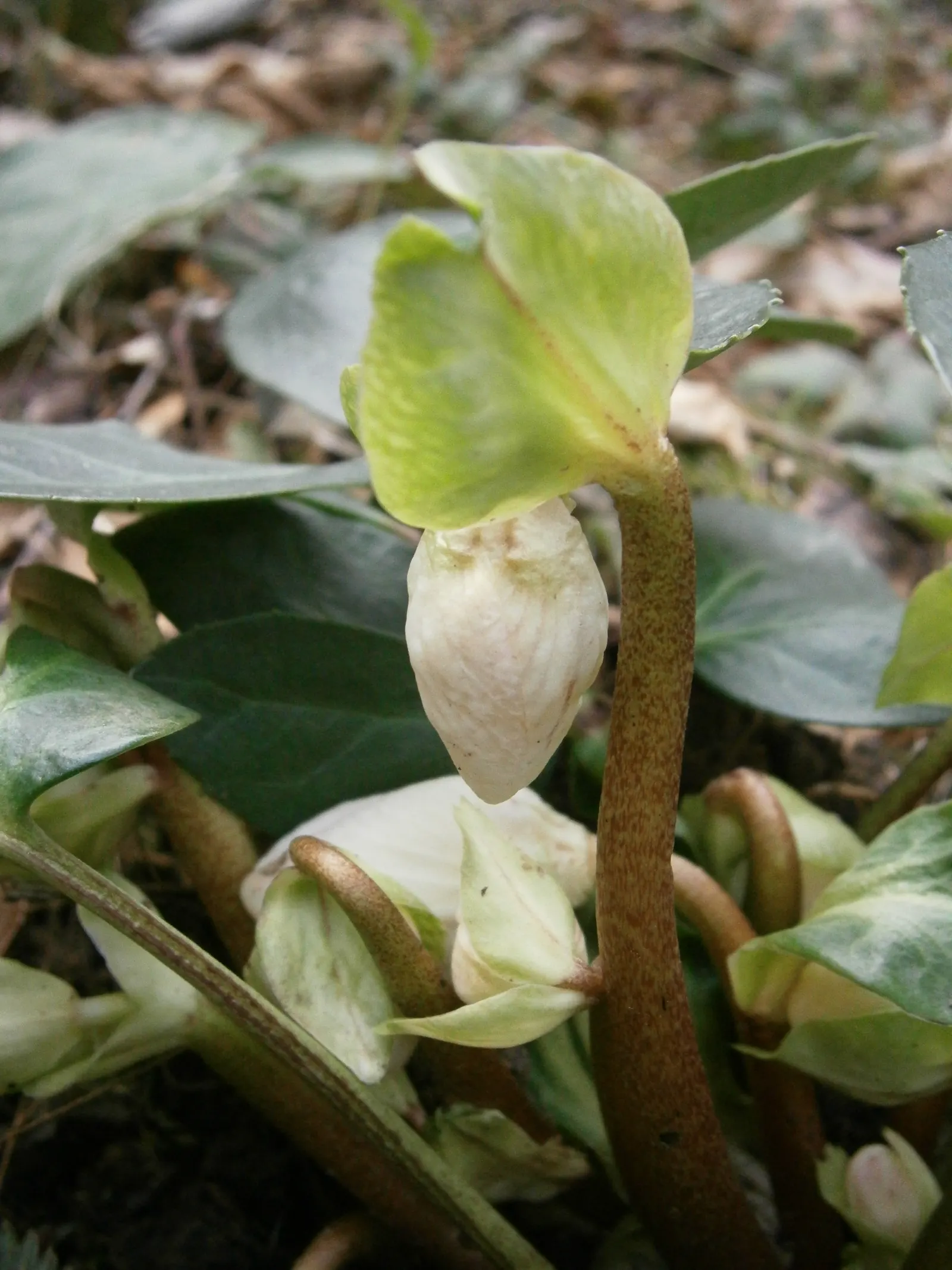 Christmas Rose (Helleborus Niger) — This plant typically reaches a modest height of 12 to 15 inches and spreads about 18 inches wide