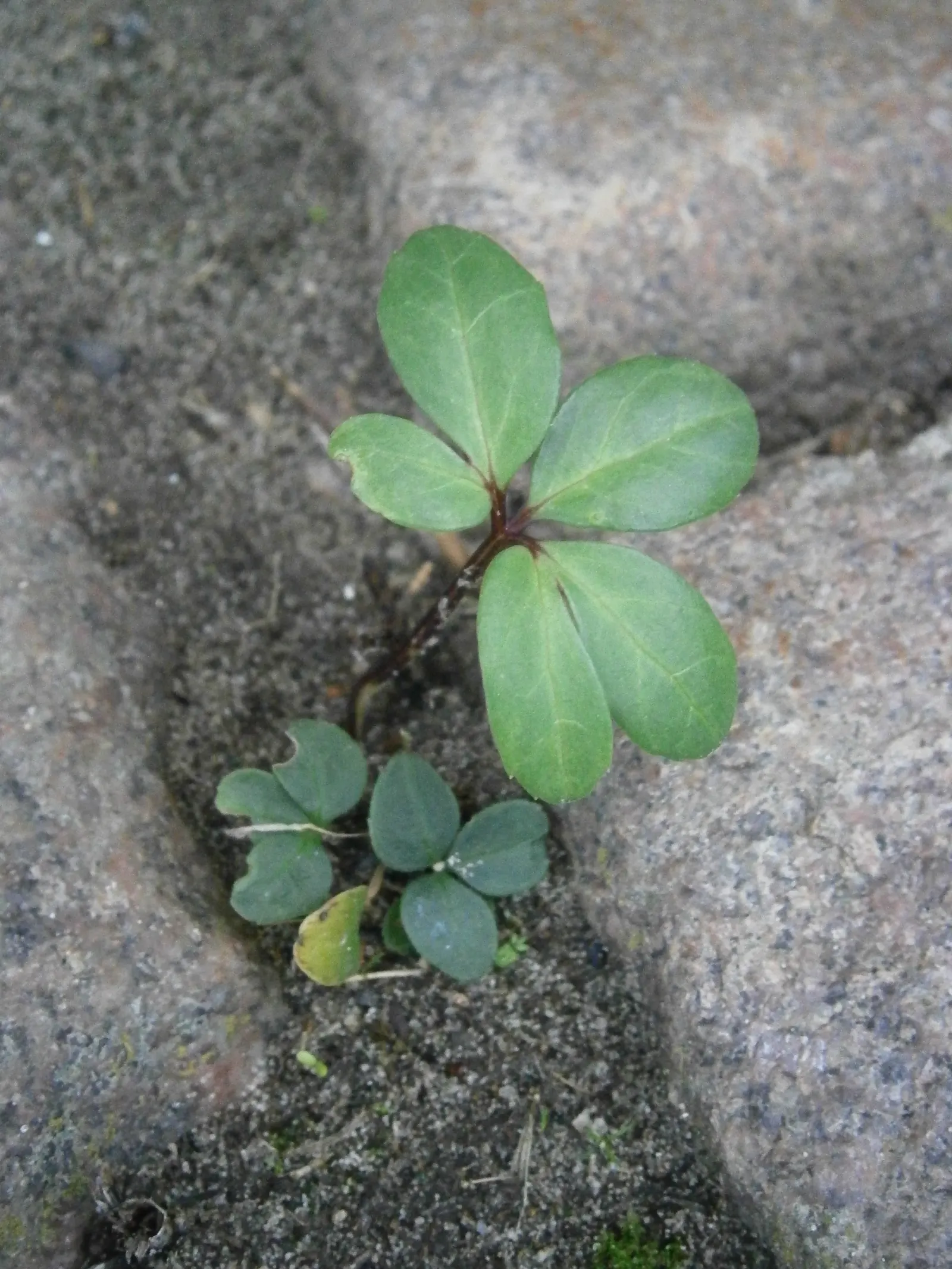 Christmas Rose (Helleborus Niger) — lance-shaped leaves that remain attractive throughout the growing season; up to 3 inches in diameter, image 71