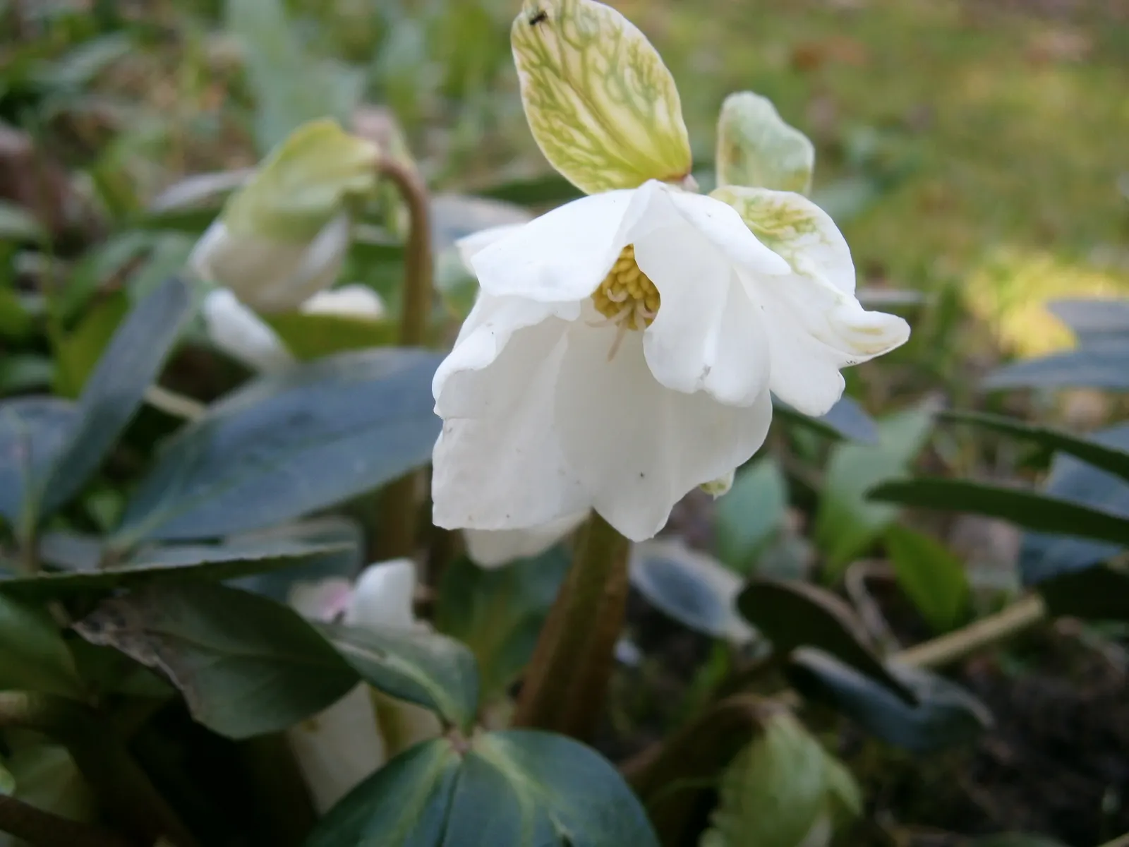 Christmas Rose (Helleborus Niger) — up to 3 inches in diameter, image 53