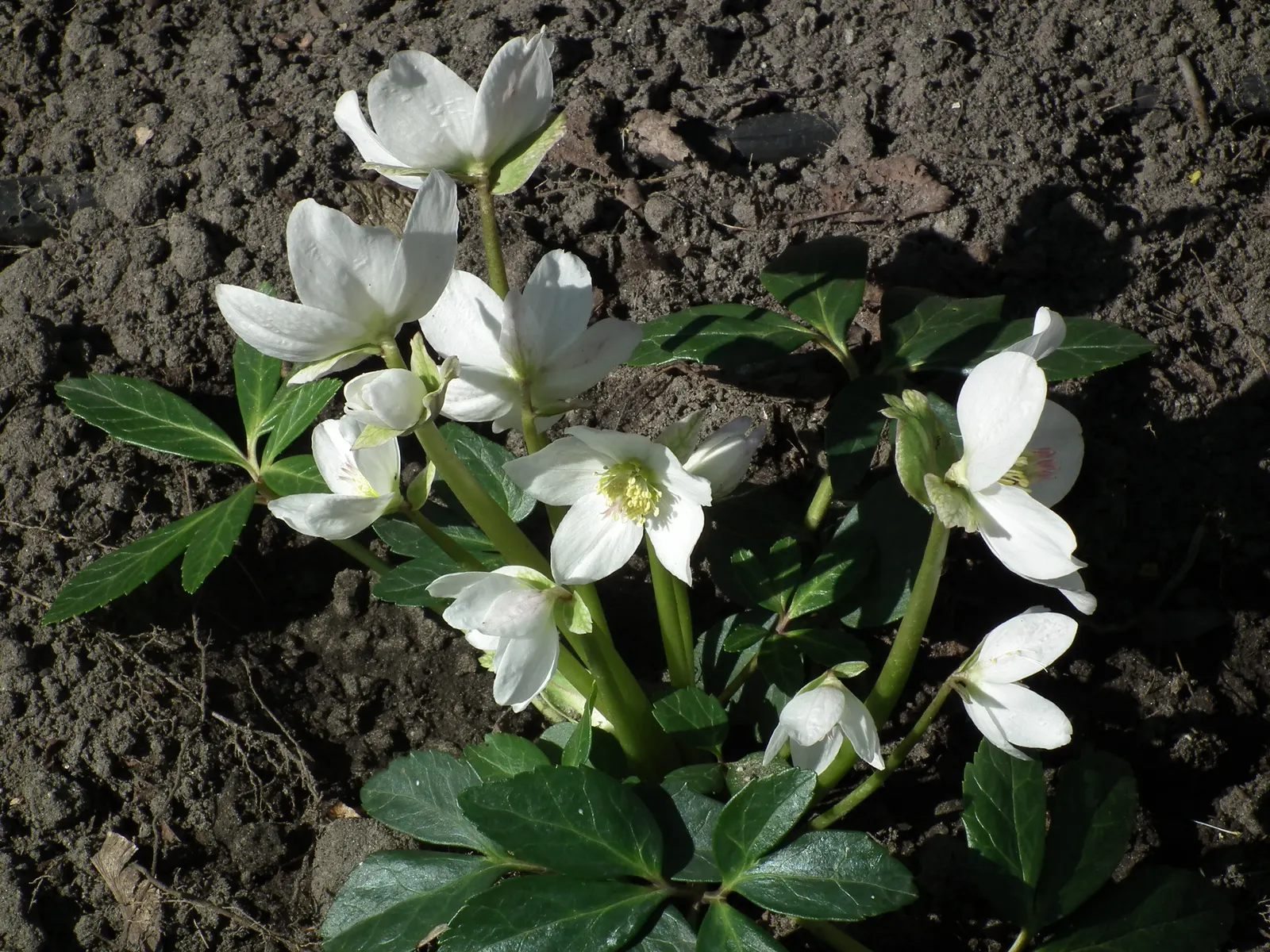 Christmas Rose (Helleborus Niger) — This plant's hardiness zones range from 4 to 8; up to 3 inches in diameter
