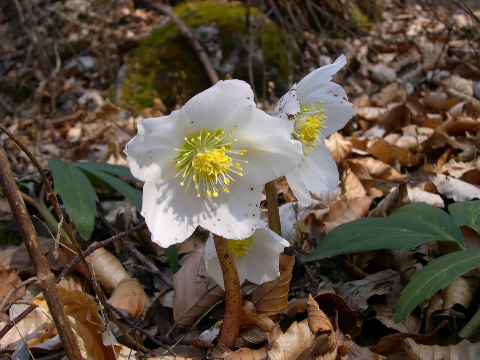 Christmas Rose (Helleborus Niger) — depending on regional climate; it is ideal for ground cover or border accents, image 52