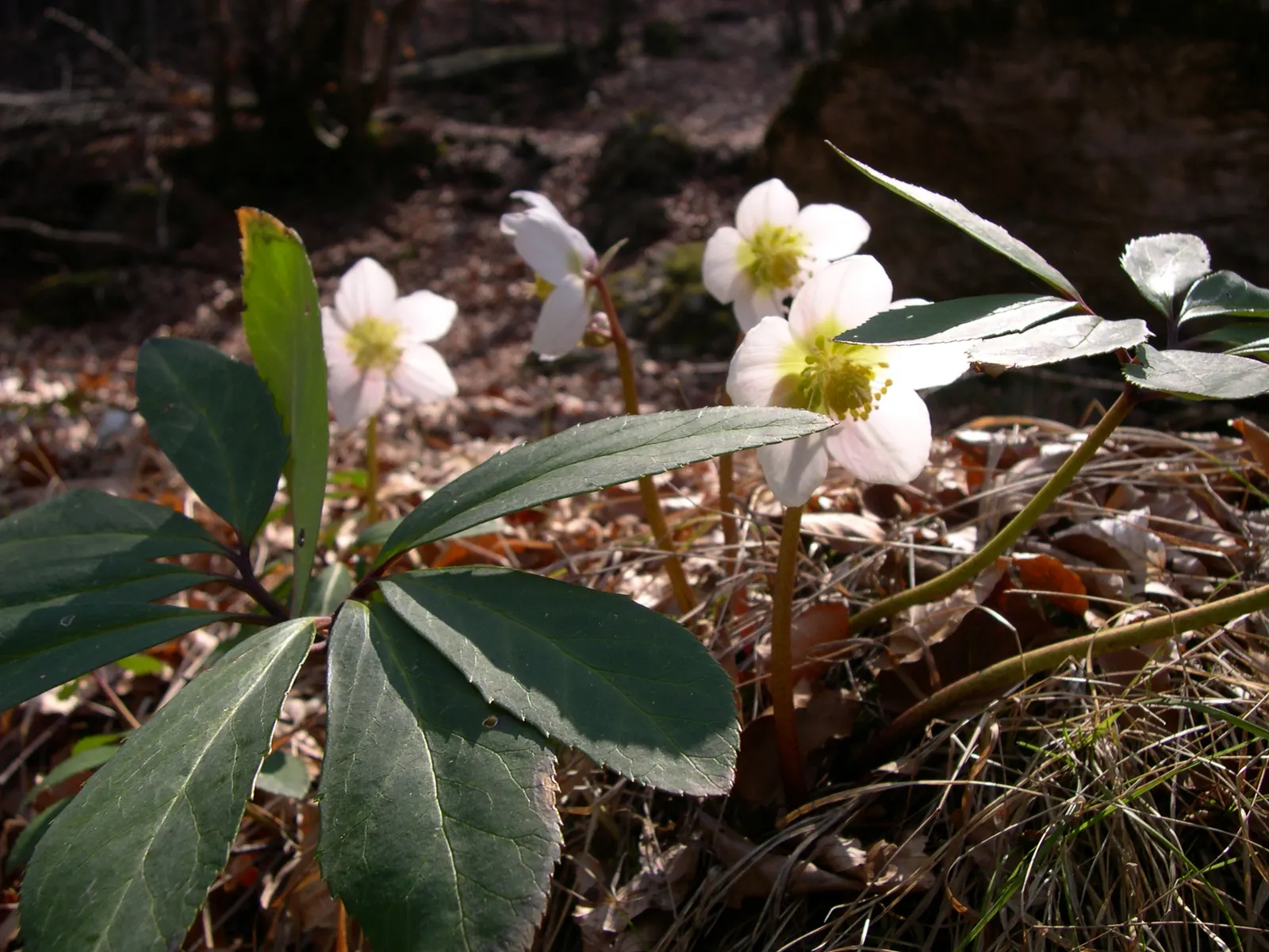Christmas Rose (Helleborus Niger) — Caution: All plant parts are toxic if ingested