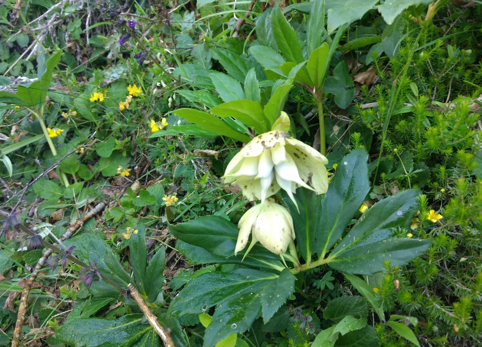 Christmas Rose (Helleborus Niger) — It thrives in USDA zones 3-8, prefers partially shaded spots, and requires well-drained soil; up to 3 inches in diameter