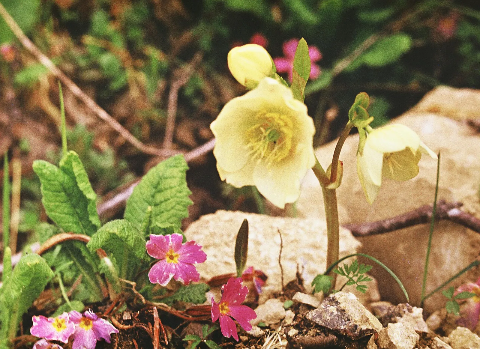 Christmas Rose (Helleborus Niger) — perennial with multi-colored and pink and white blooms; up to 3 inches in diameter