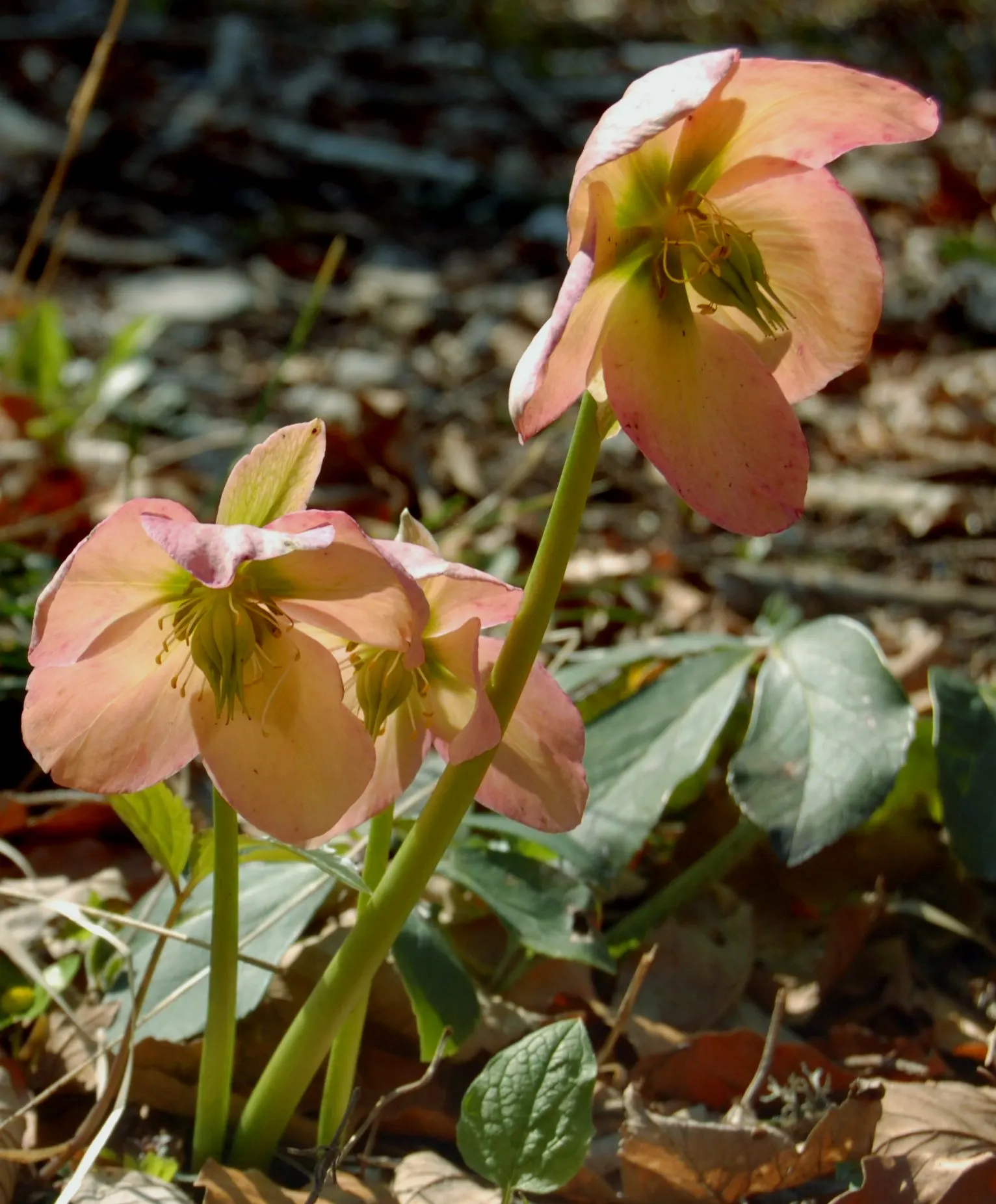 Christmas Rose (Helleborus Niger) — scientifically named Helleborus niger; seamlessly integrating into a serene garden setting or woodland borders