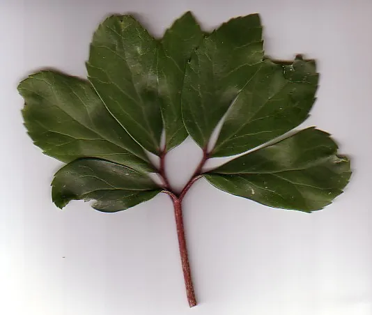 Christmas Rose (Helleborus Niger) — This plant's hardiness zones range from 4 to 8; up to 3 inches in diameter, image 59