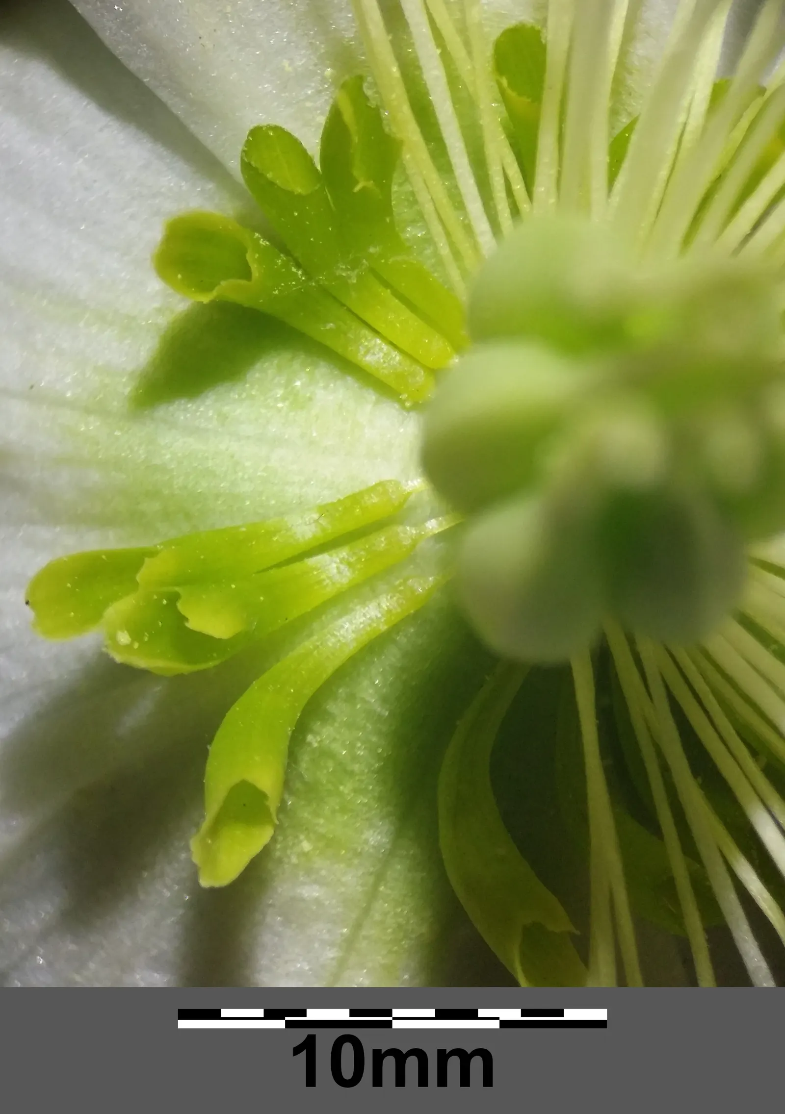 Christmas Rose (Helleborus Niger) — This plant's hardiness zones range from 4 to 8; up to 3 inches in diameter, image 80