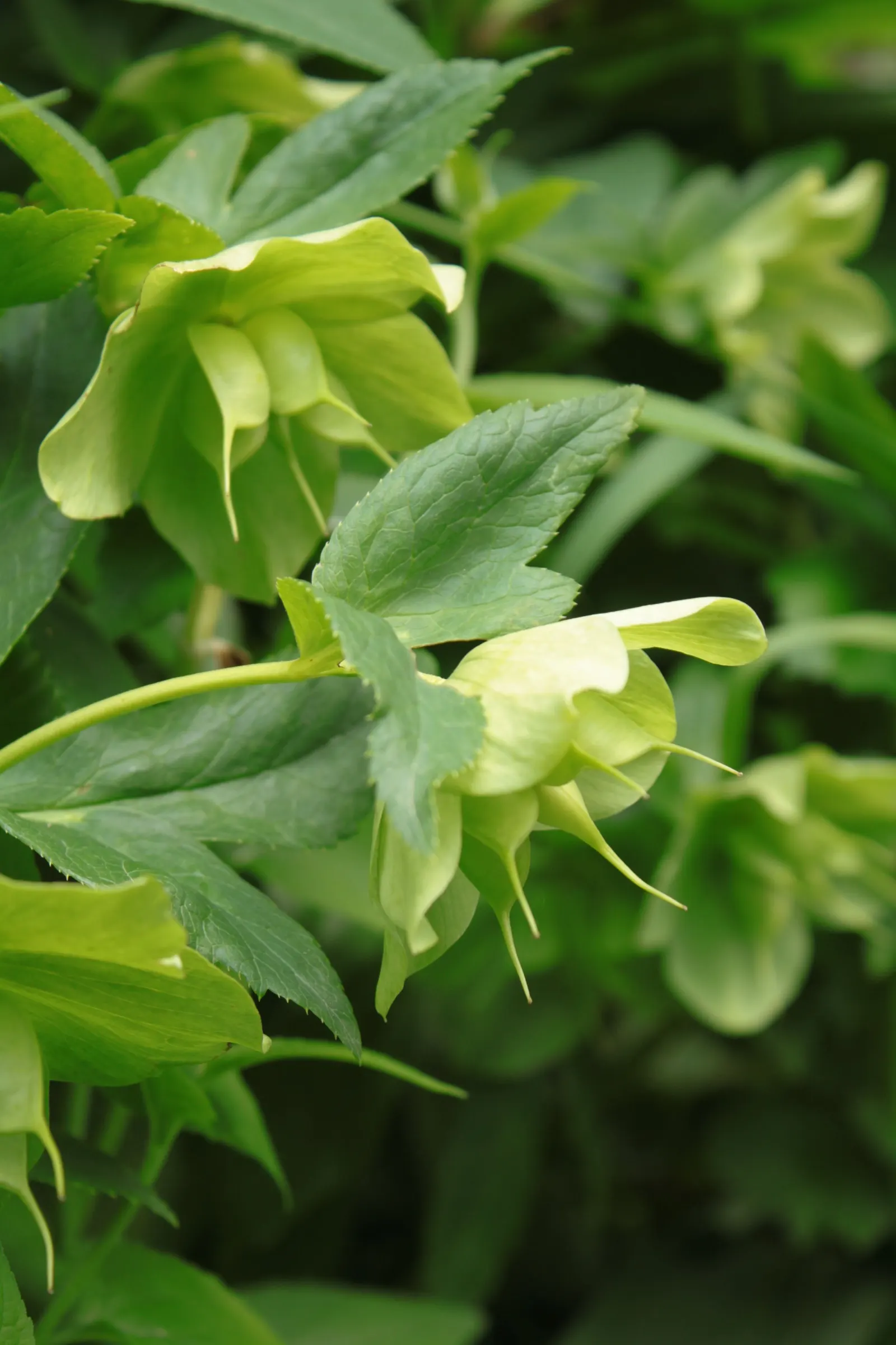 Christmas Rose (Helleborus Niger) — It's advisable to amend the soil with organic matter to ensure proper drainage and root health; up to 3 inches, image 56