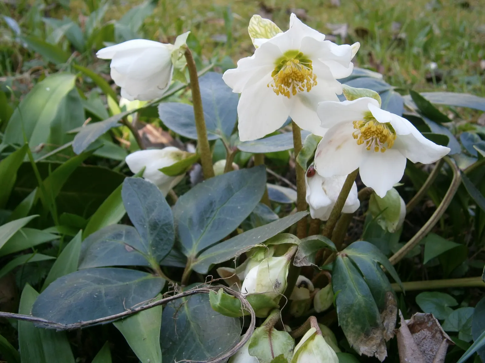 Christmas Rose (Helleborus Niger) — It's advisable to amend the soil with organic matter to ensure proper drainage and root health; up to 3 inches in diameter