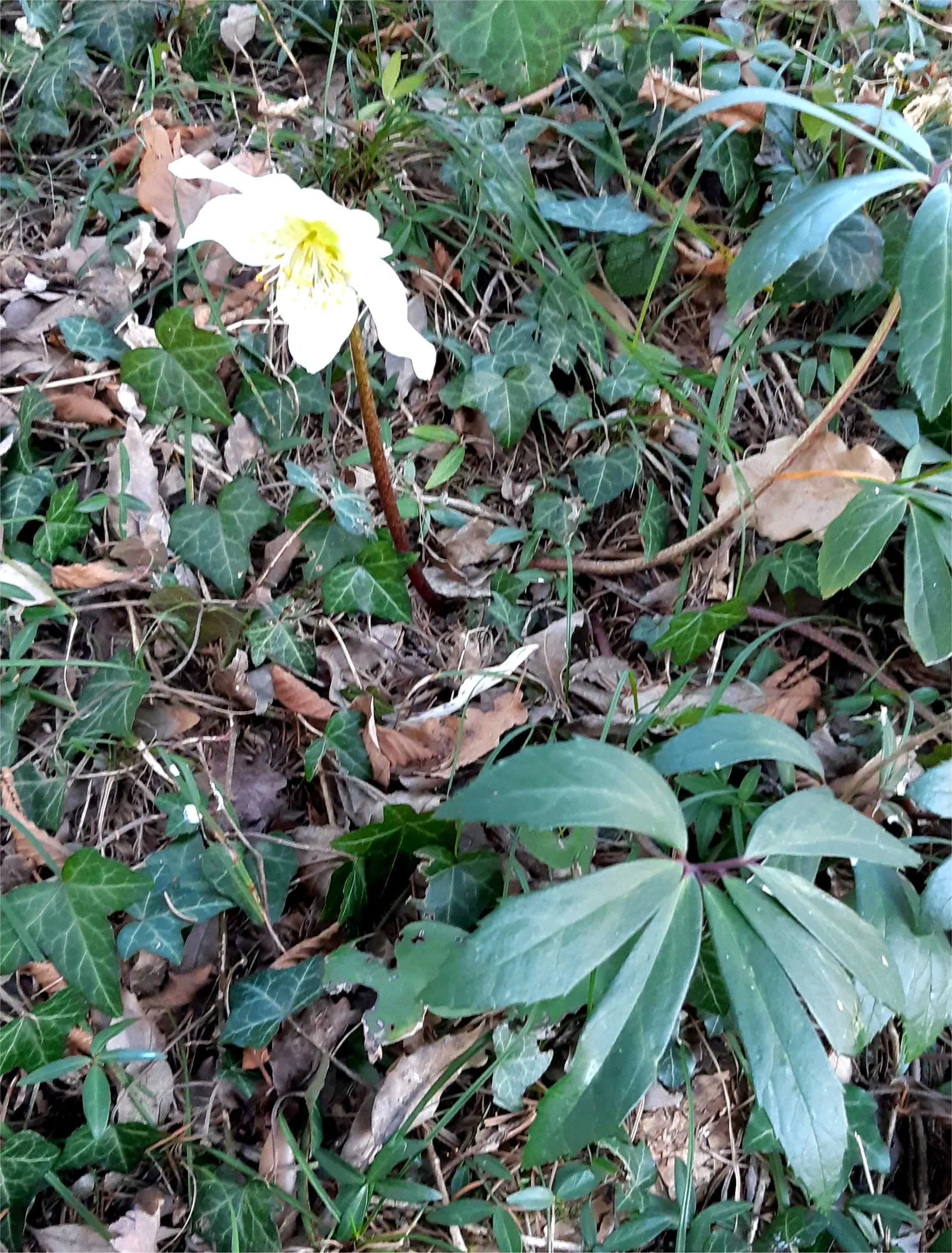 Christmas Rose (Helleborus Niger) — is an evergreen perennial that blooms with 1-3 inch white to pink-tinged flowers mid-winter to early spring; it, image 85