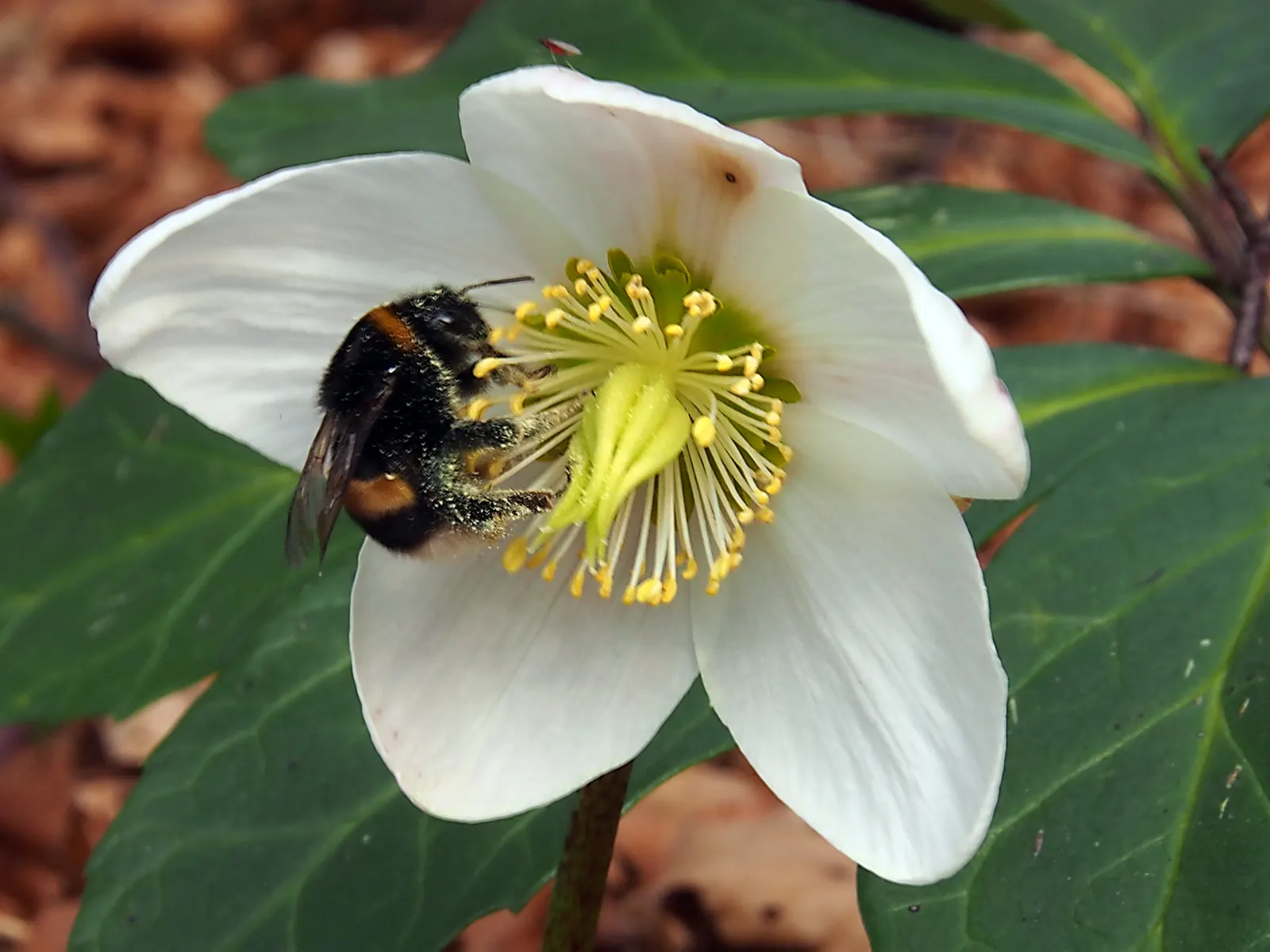 Christmas Rose (Helleborus Niger) — With a mature spread of up to 18 inches and a height of 12-15 inches; seamlessly integrating into a serene, image 45