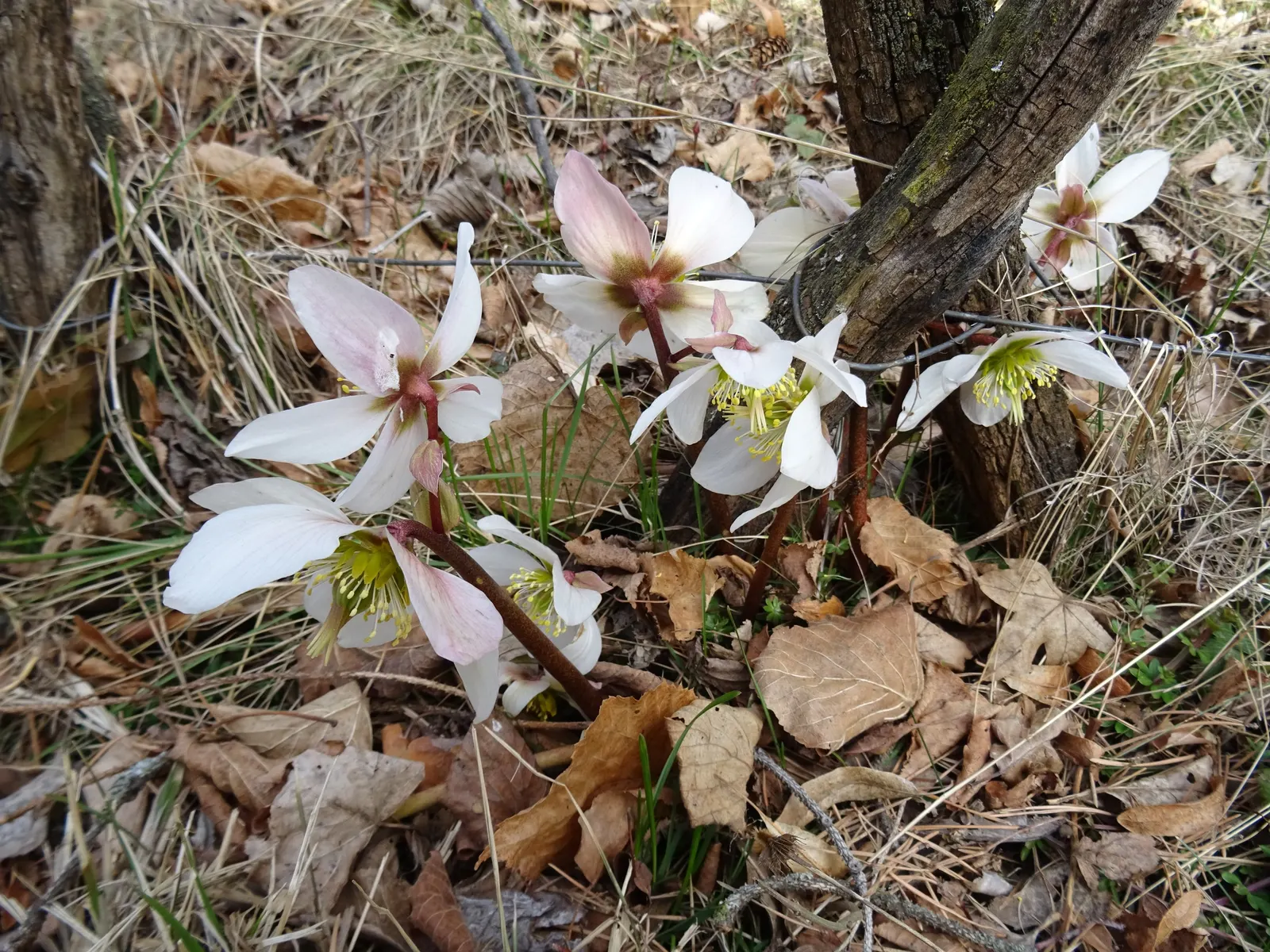 Christmas Rose (Helleborus Niger) — To encourage more blooms, remove older leaves in late winter before flowers emerge