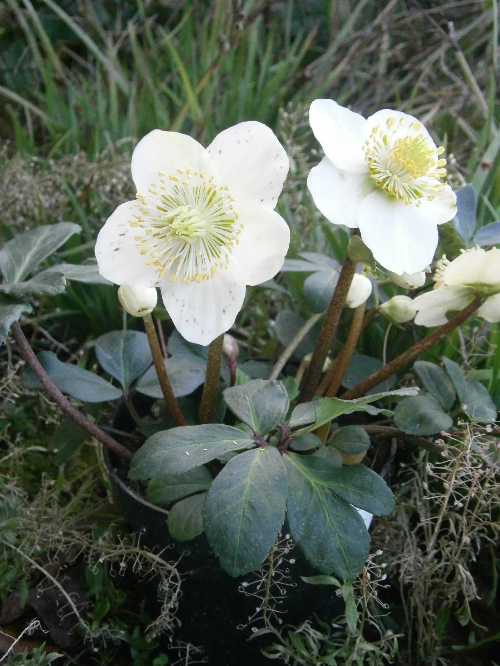 Christmas Rose (Helleborus Niger) — lance-shaped leaves that remain attractive throughout the growing season