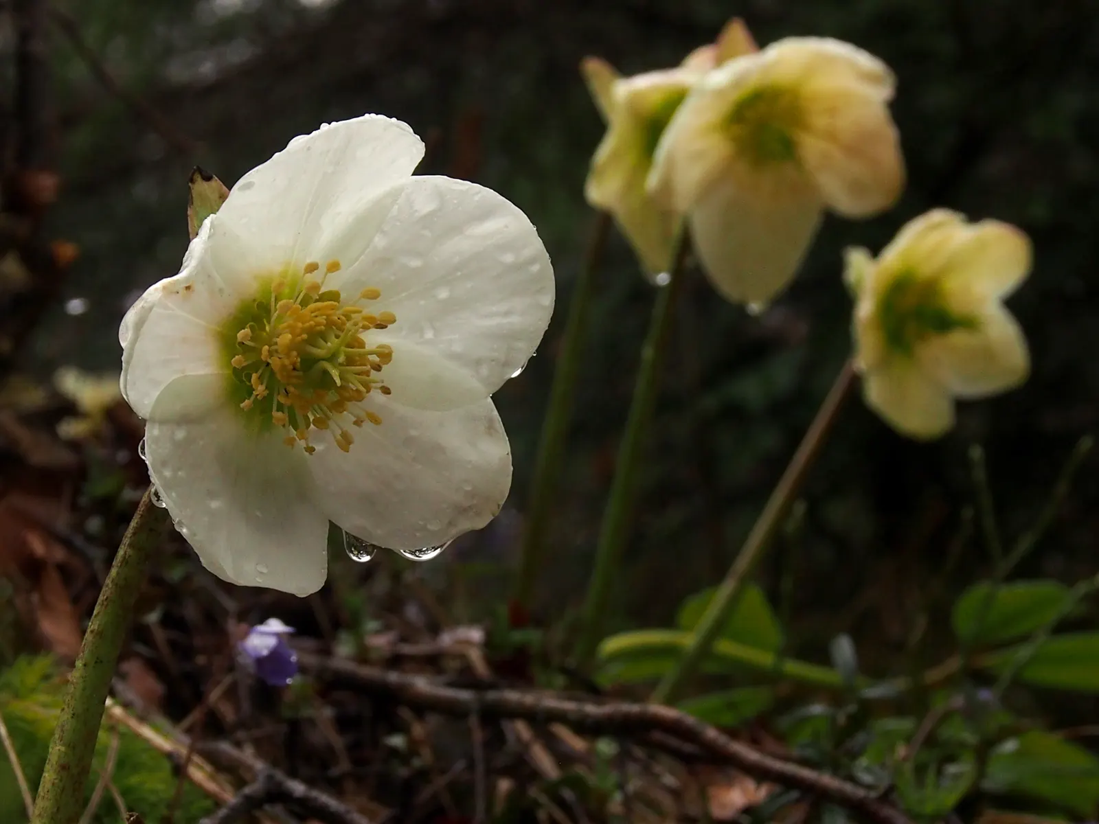 Christmas Rose (Helleborus Niger) — Caution: All plant parts are toxic if ingested; up to 3 inches in diameter, image 47