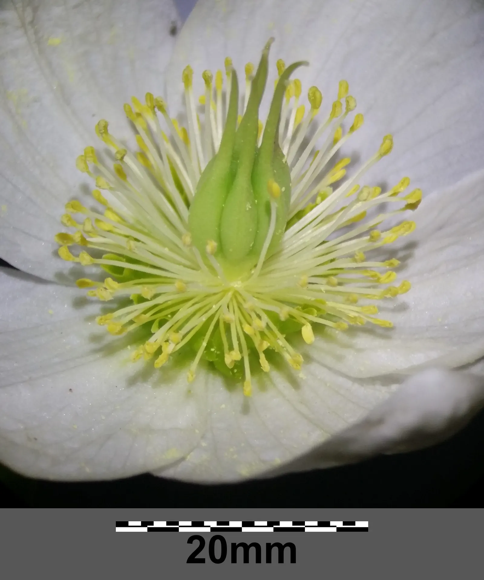 Christmas Rose (Helleborus Niger) — seamlessly integrating into a serene garden setting or woodland borders