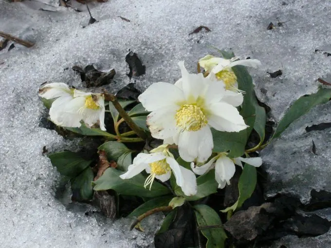 Christmas Rose (Helleborus Niger) — Caution: All plant parts are toxic if ingested; up to 3 inches in diameter