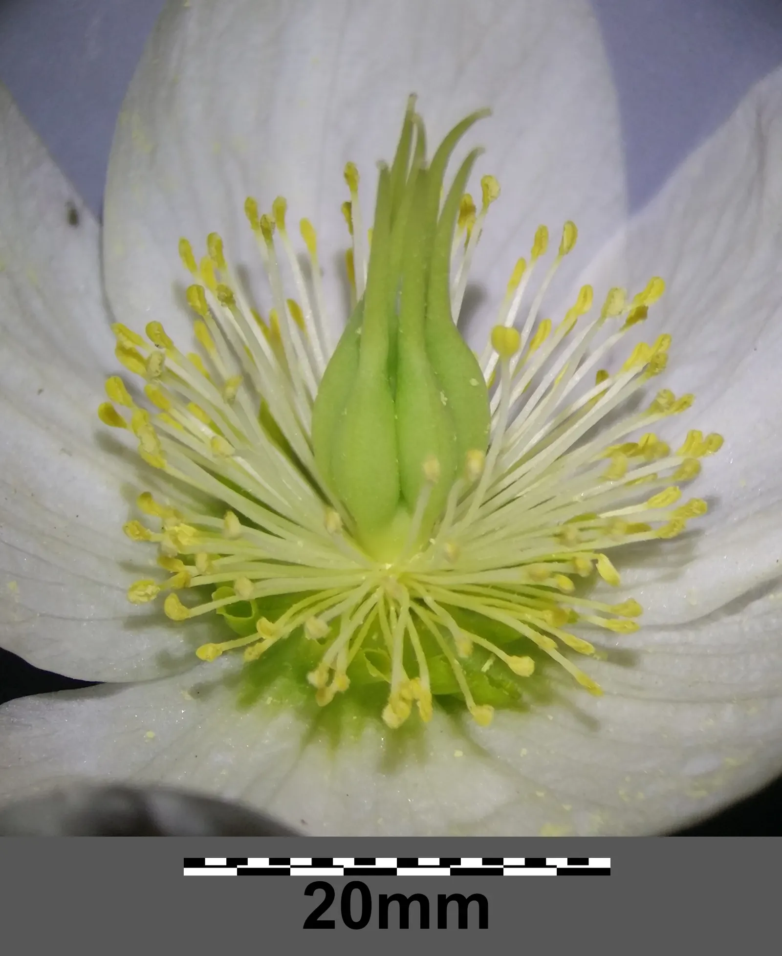 Christmas Rose (Helleborus Niger) — To encourage more blooms, remove older leaves in late winter before flowers emerge; it is ideal for ground cover or border