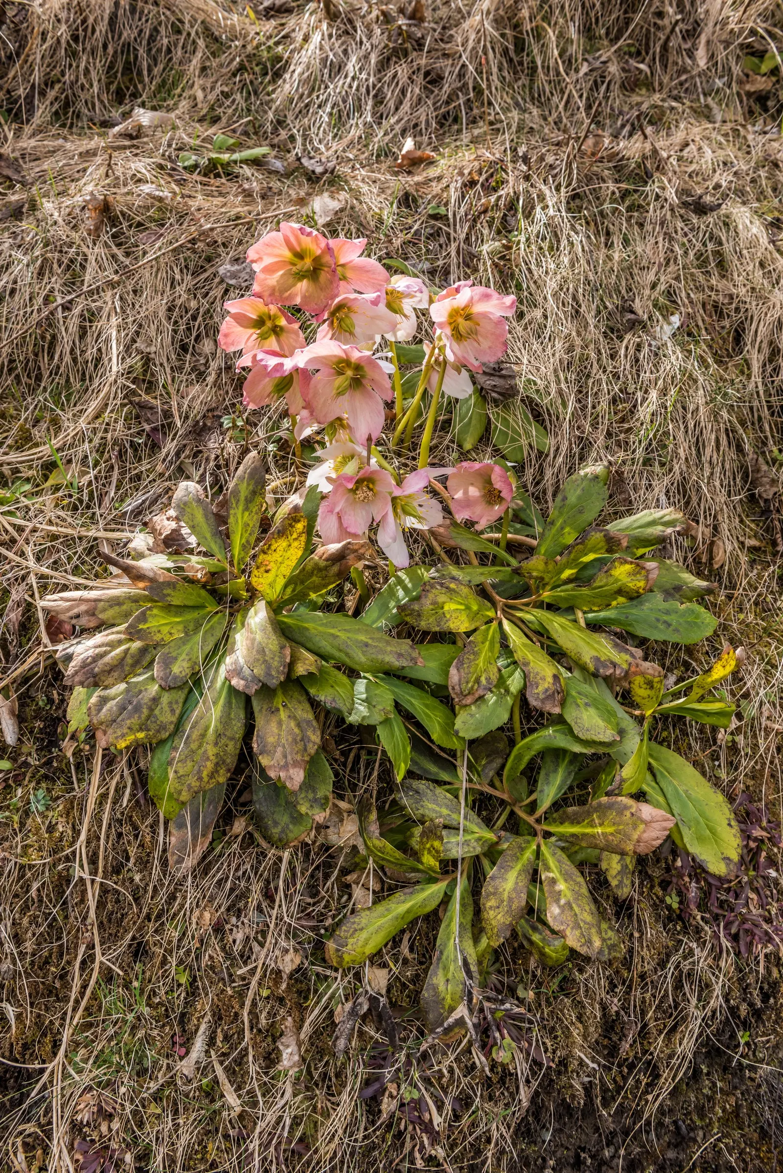 Christmas Rose (Helleborus Niger) — neutral to alkaline soil with a pH between 7.0 and 8.0