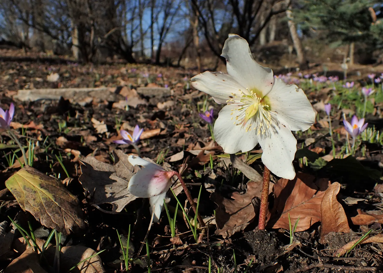 Christmas Rose (Helleborus Niger) — which may age to a pale pink