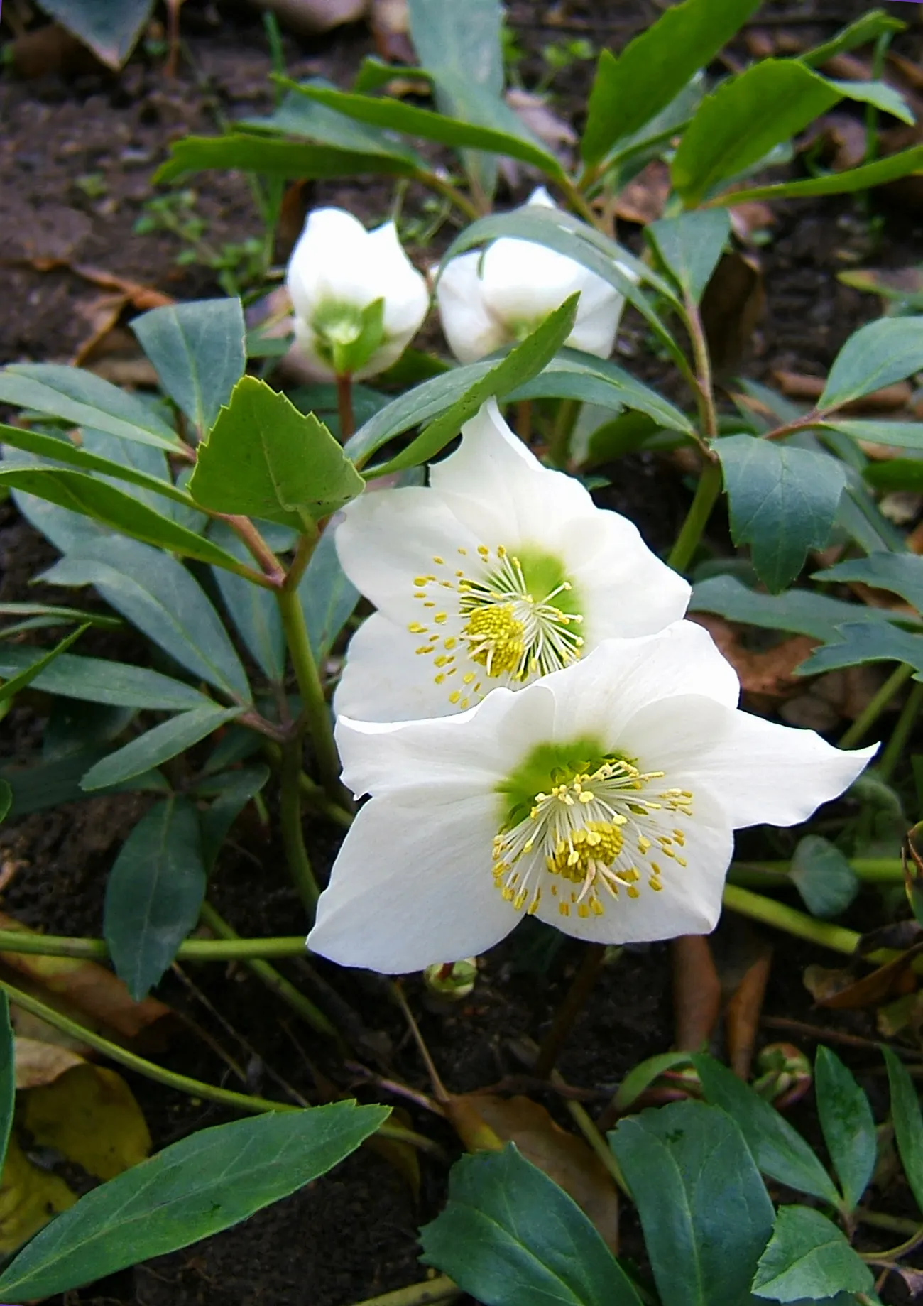 Christmas Rose (Helleborus Niger) — The flowers are its most notable feature; they bloom from late December into early spring