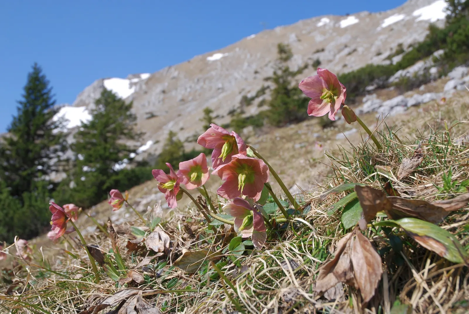 Christmas Rose (Helleborus Niger) — depending on regional climate