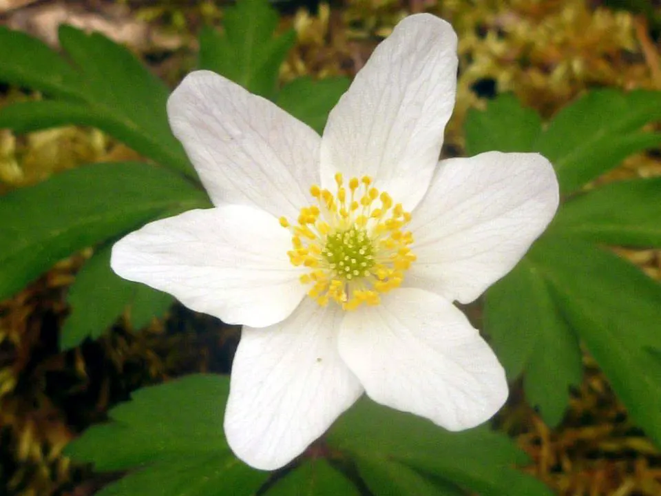 Christmas Rose (Helleborus Niger) — is an evergreen perennial that blooms with 1-3 inch white to pink-tinged flowers mid-winter to early spring