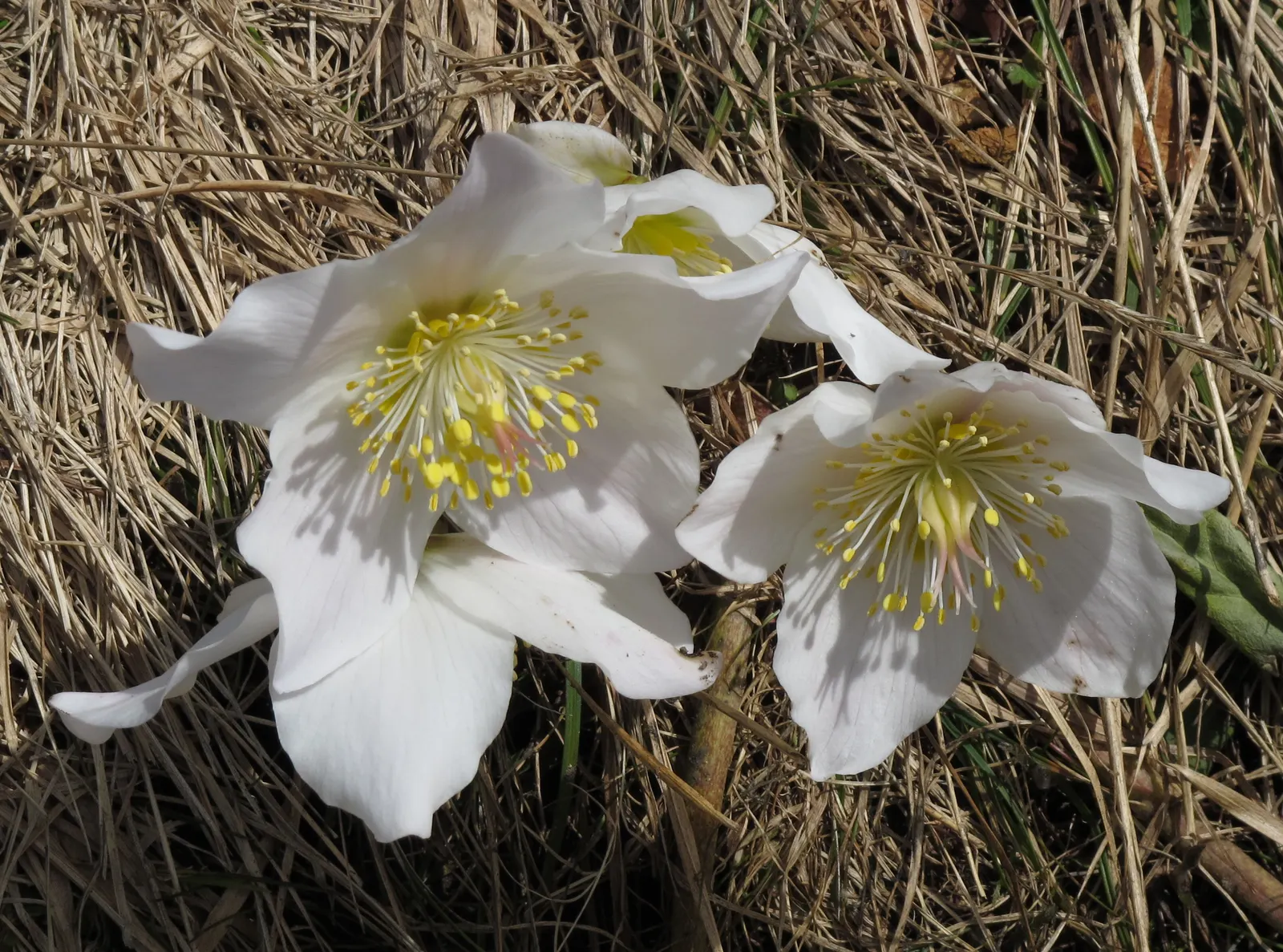 Christmas Rose (Helleborus Niger) — scientifically named Helleborus niger; seamlessly integrating into a serene garden setting or woodland borders, image 48