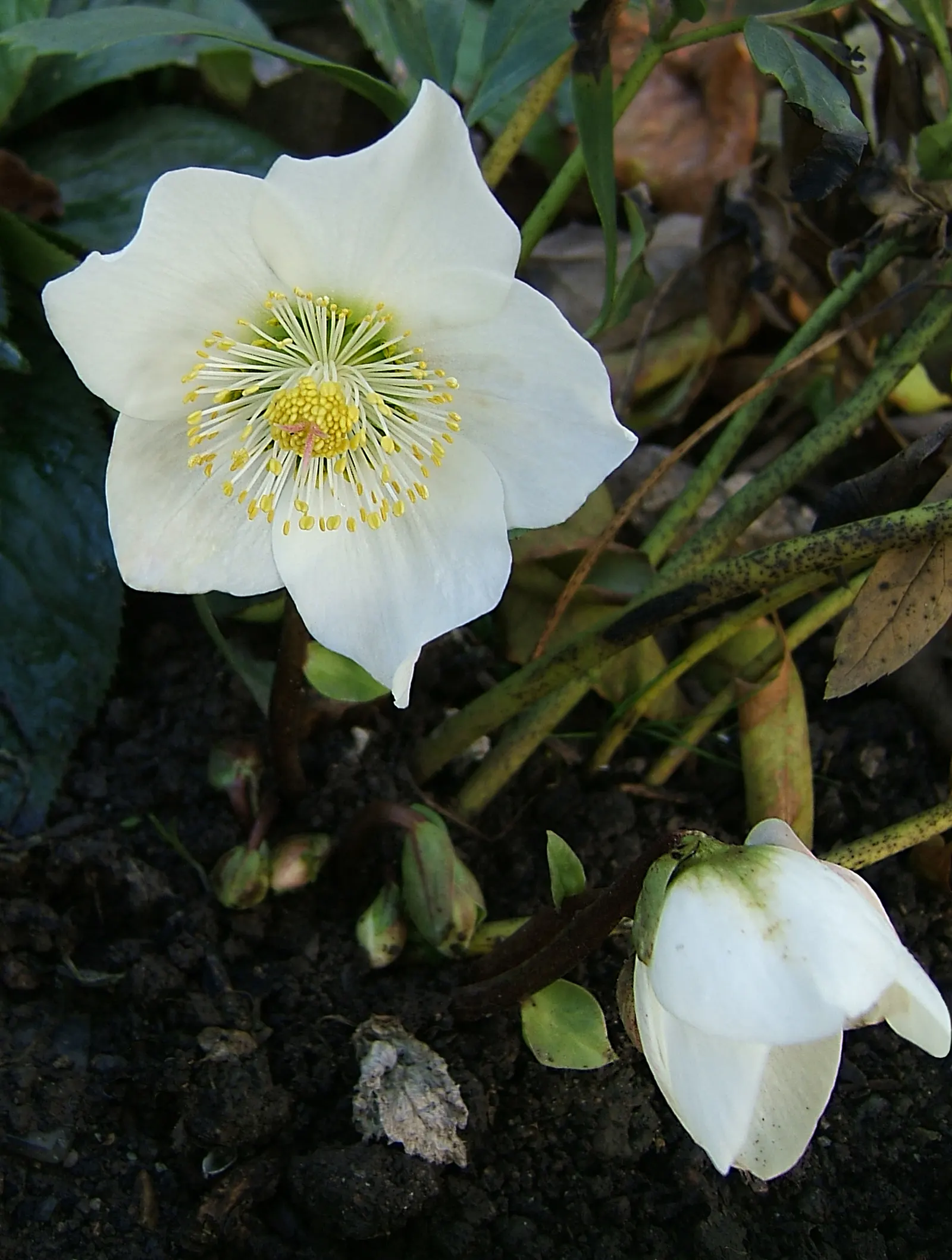 Christmas Rose (Helleborus Niger) — Few pests and diseases trouble this plant, making it a low-maintenance option for gardeners; seamlessly, image 78