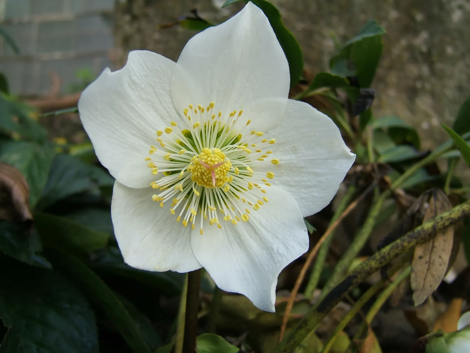 Christmas Rose (Helleborus Niger) — Few pests and diseases trouble this plant, making it a low-maintenance option for gardeners; seamlessly integrating into a
