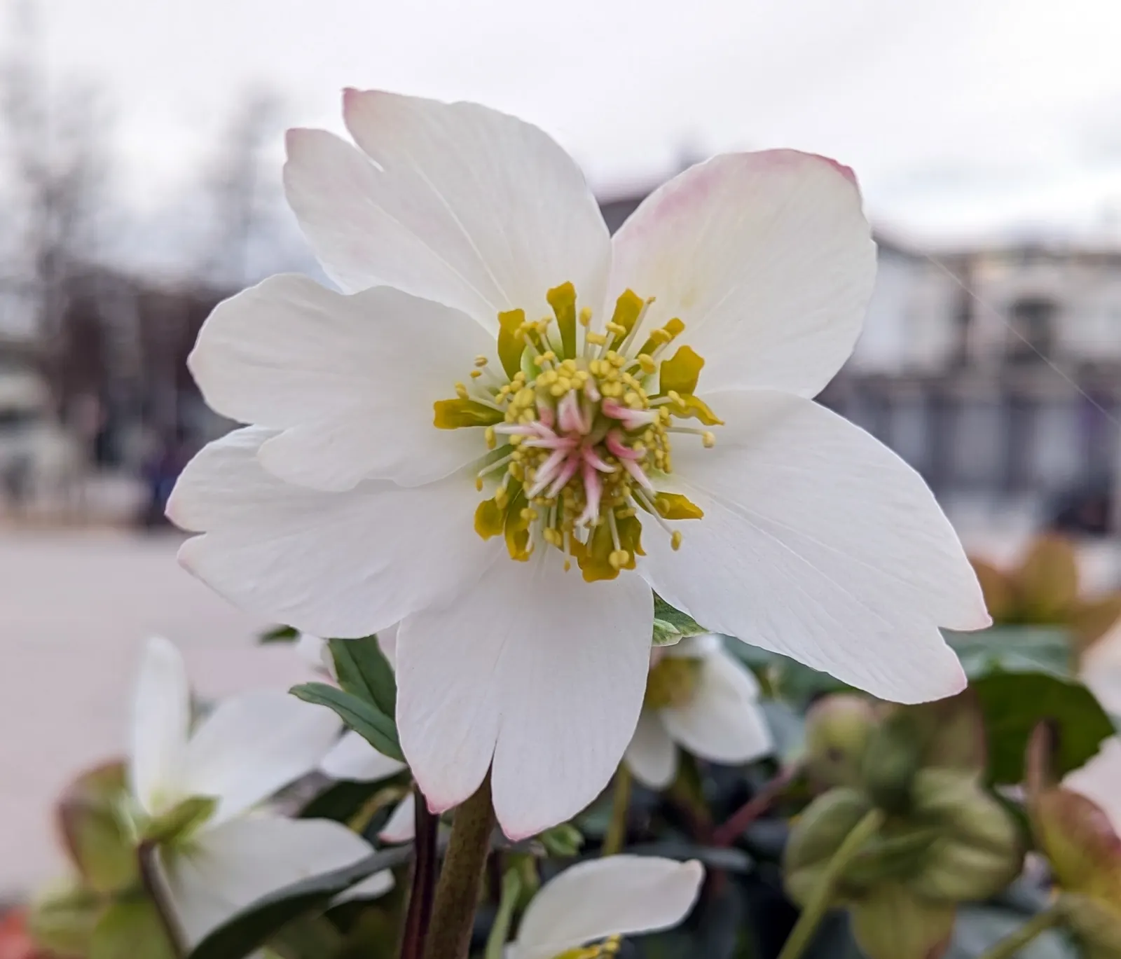 Christmas Rose (Helleborus Niger) — multi-colored and pink and white flowers in the garden