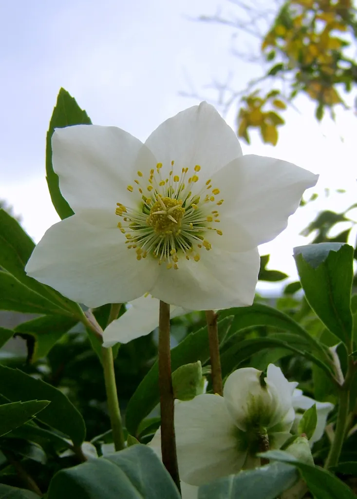 Christmas Rose (Helleborus Niger) — It thrives in USDA zones 3-8, prefers partially shaded spots, and requires well-drained soil; up to 3 inches in, image 44