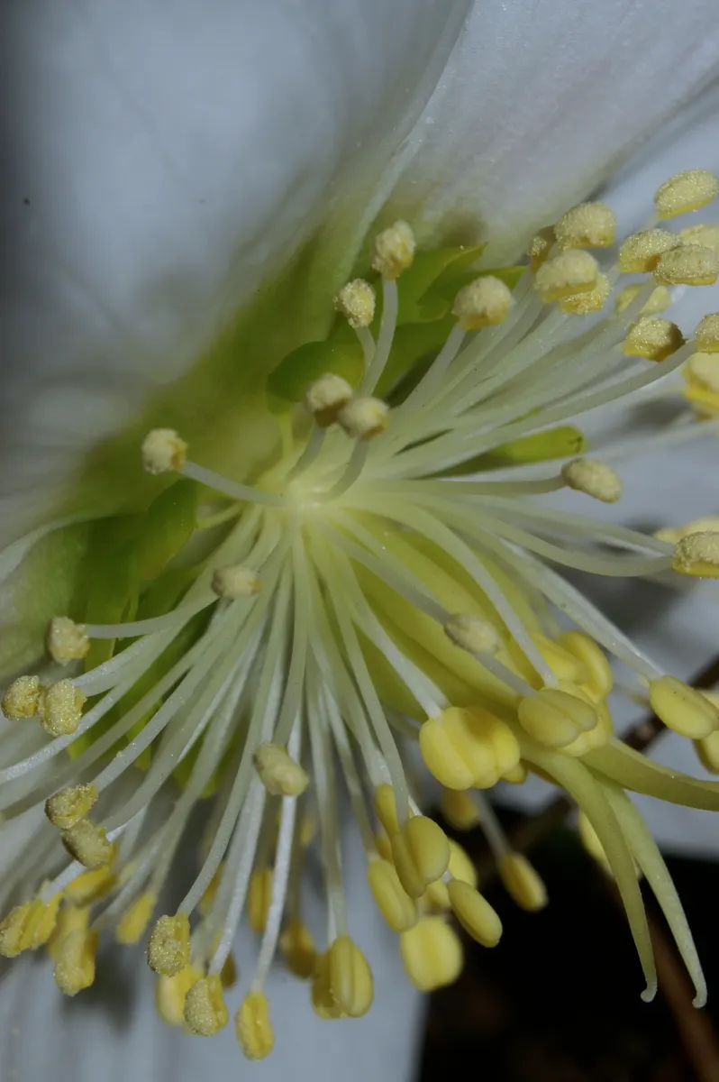 Christmas Rose (Helleborus Niger) — seamlessly integrating into a serene garden setting or woodland borders, image 60