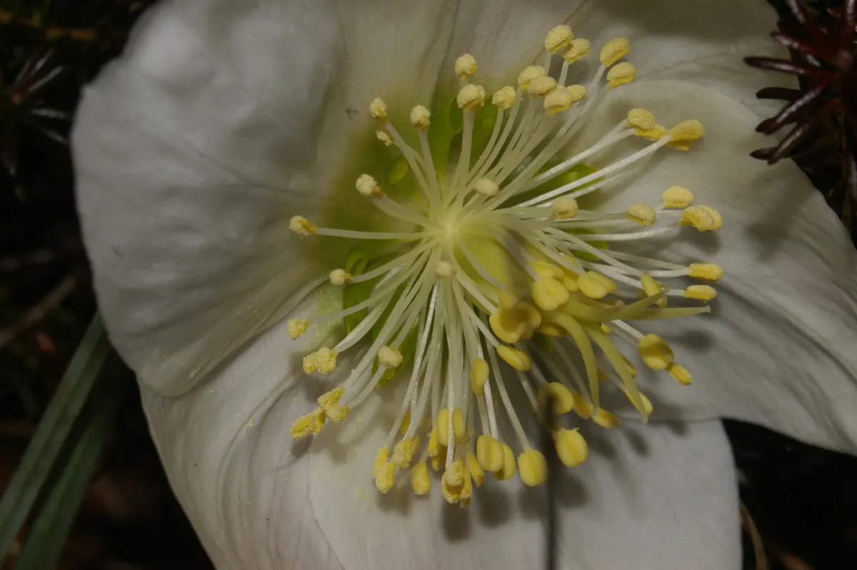 Christmas Rose (Helleborus Niger) — To encourage more blooms, remove older leaves in late winter before flowers emerge; it is ideal for ground, image 58