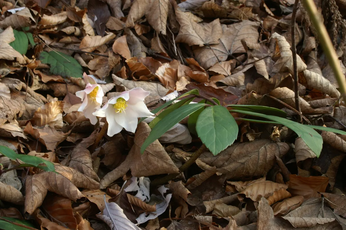 Christmas Rose (Helleborus Niger) — perennial for deep shade or shade; seamlessly integrating into a serene garden setting or woodland borders, image 84