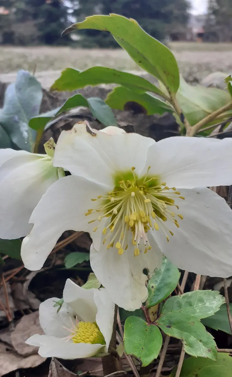 Christmas Rose (Helleborus Niger) — With a mature spread of up to 18 inches and a height of 12-15 inches