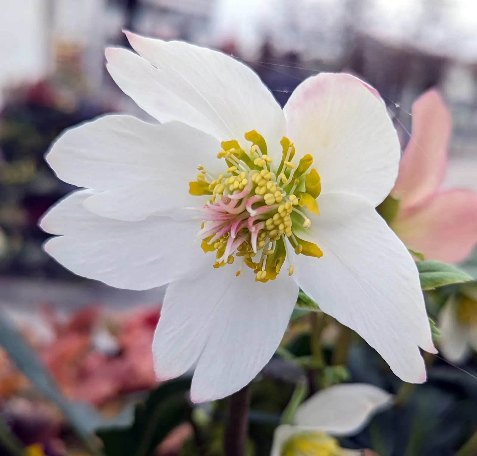 Christmas Rose (Helleborus Niger) — depending on regional climate; it is ideal for ground cover or border accents